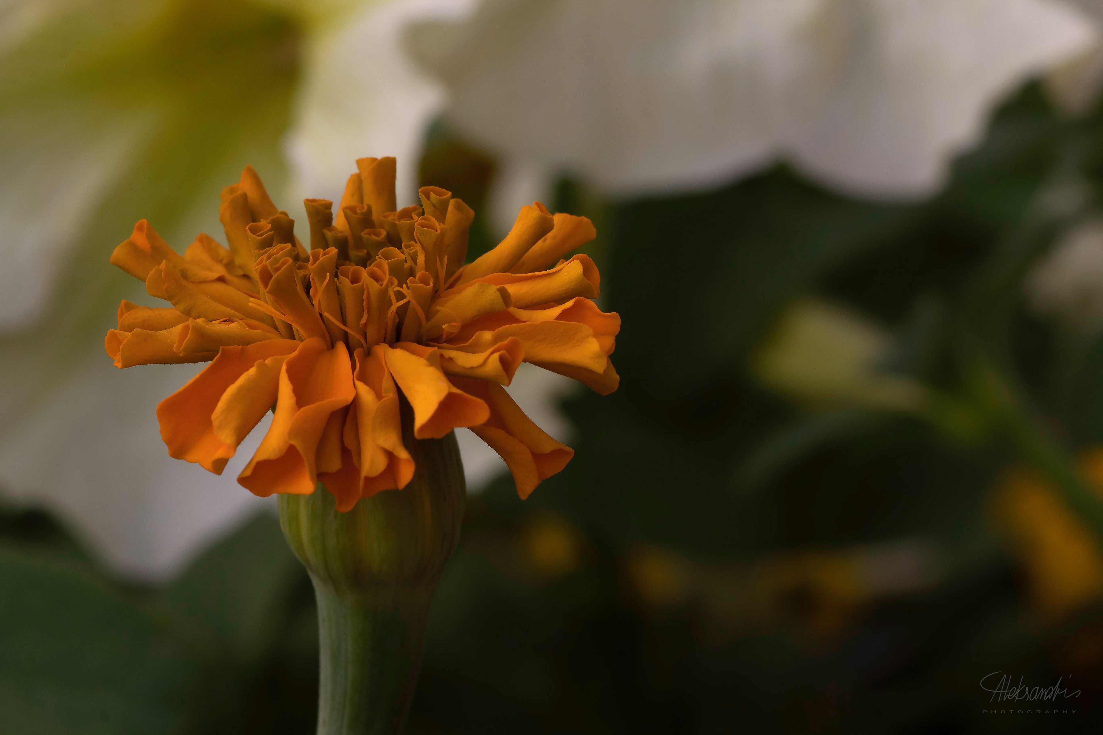 Blooming marigold
