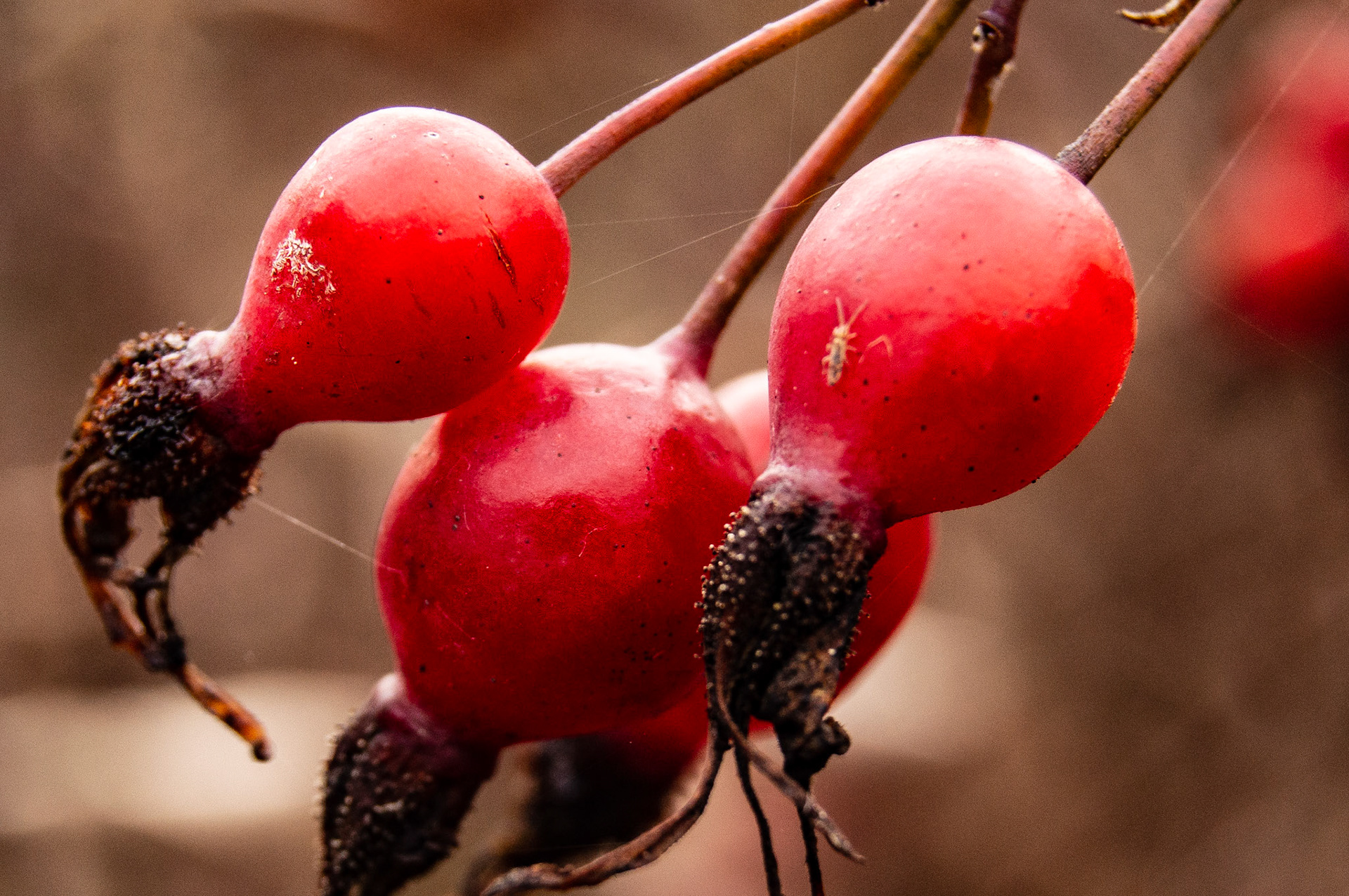 Rose hips seen along Edmond Marsh Trail, Dupont, WA