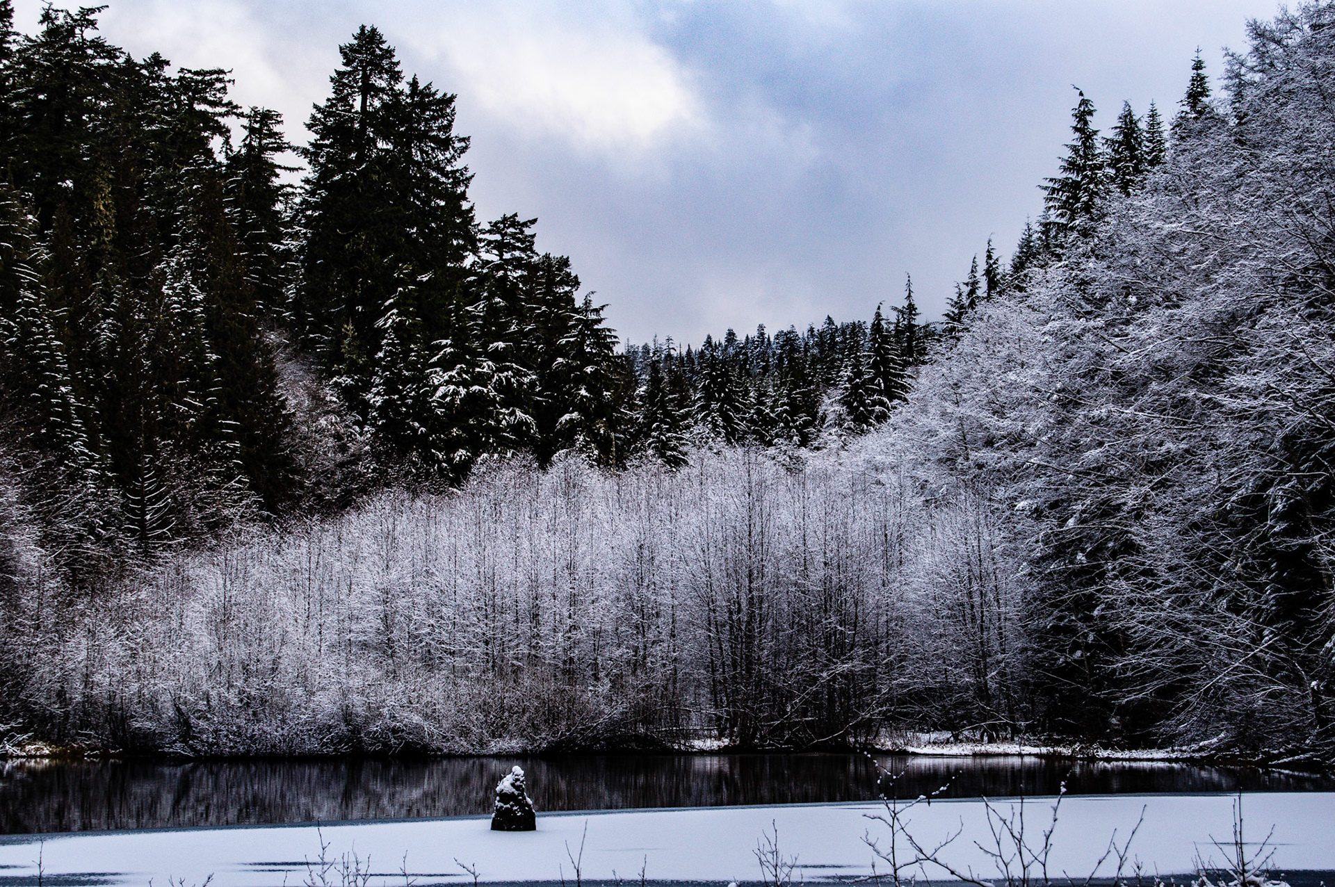 Alders in the snow at Hager Lake, GPNF