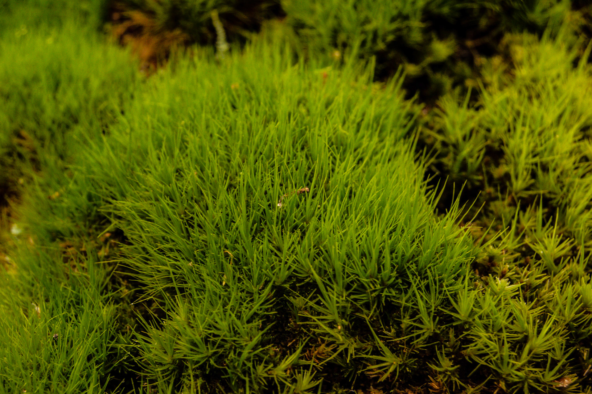 Detail of moss along Hoffman Hill Trail, Dupont, WA