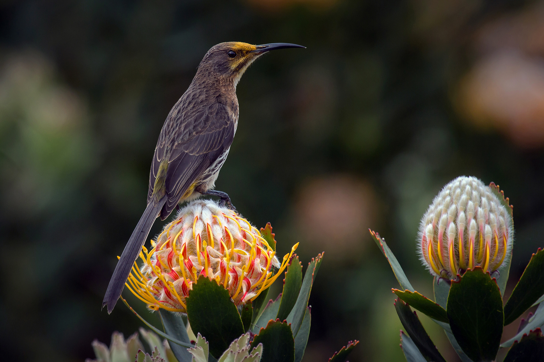 Alan Jones Photography - Birds of the Western Cape 2