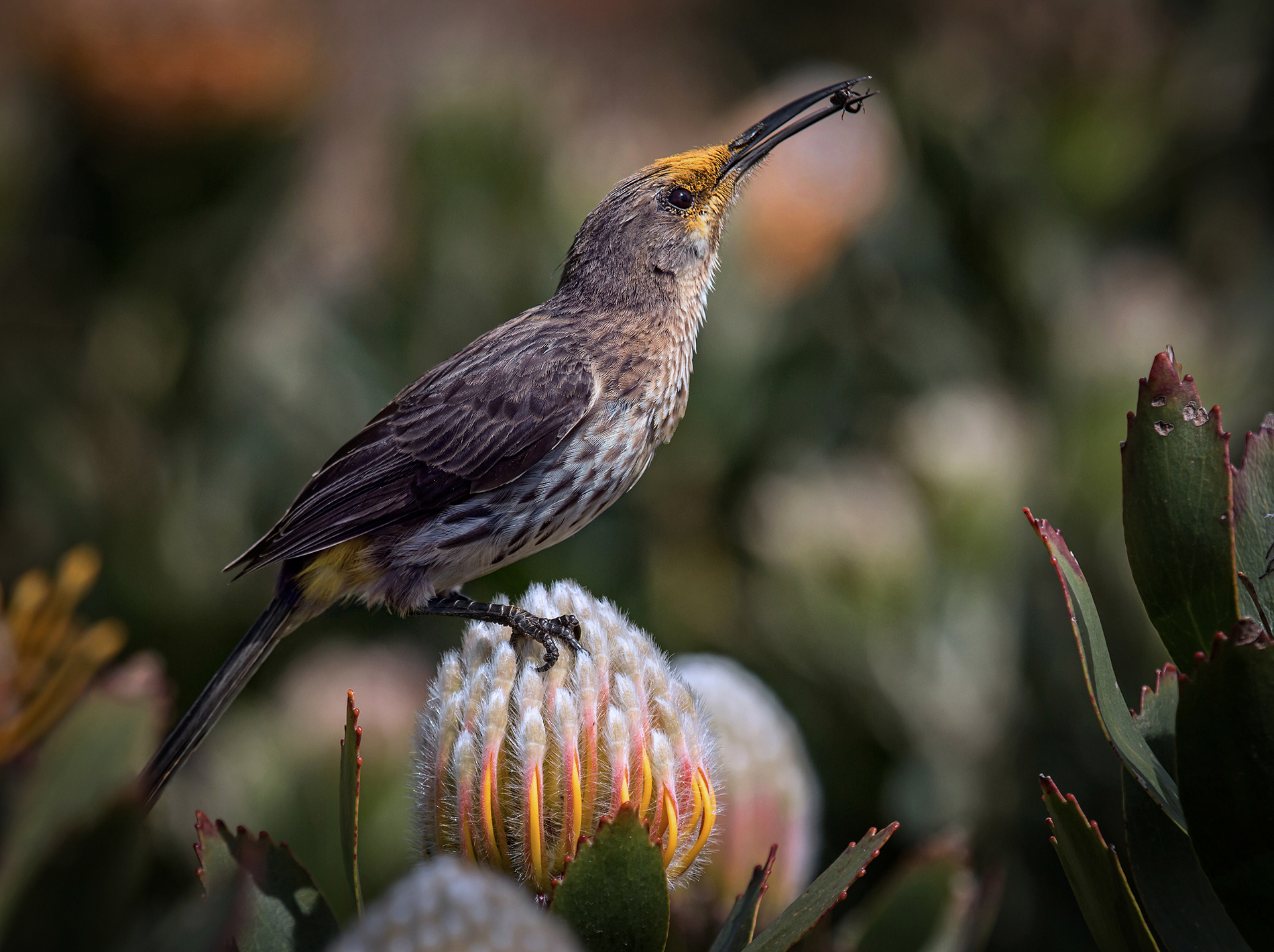 Alan Jones Photography - Birds of the Western Cape 1