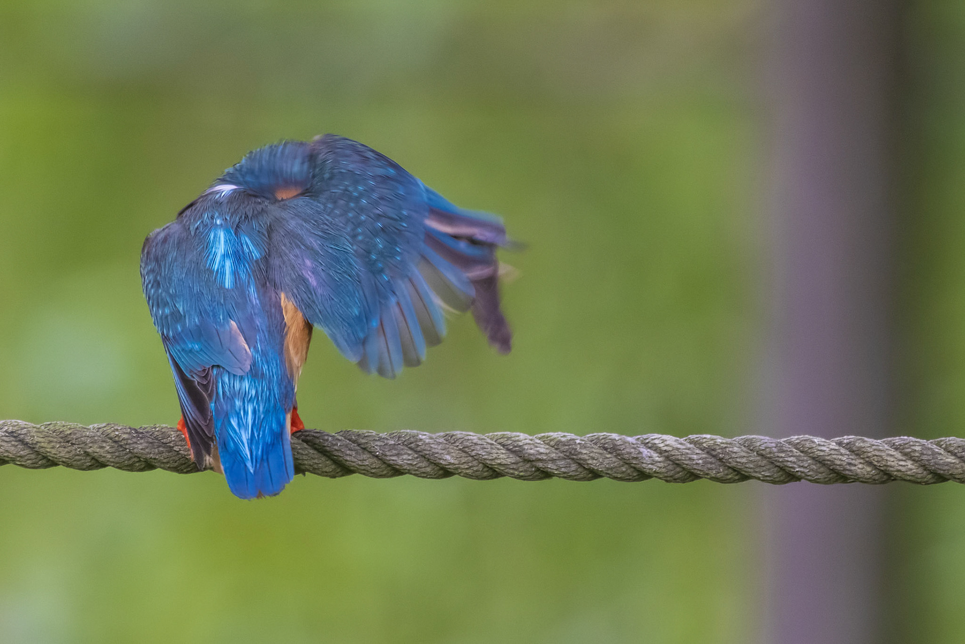 カワセミ メス kingfisher 薬師池公園