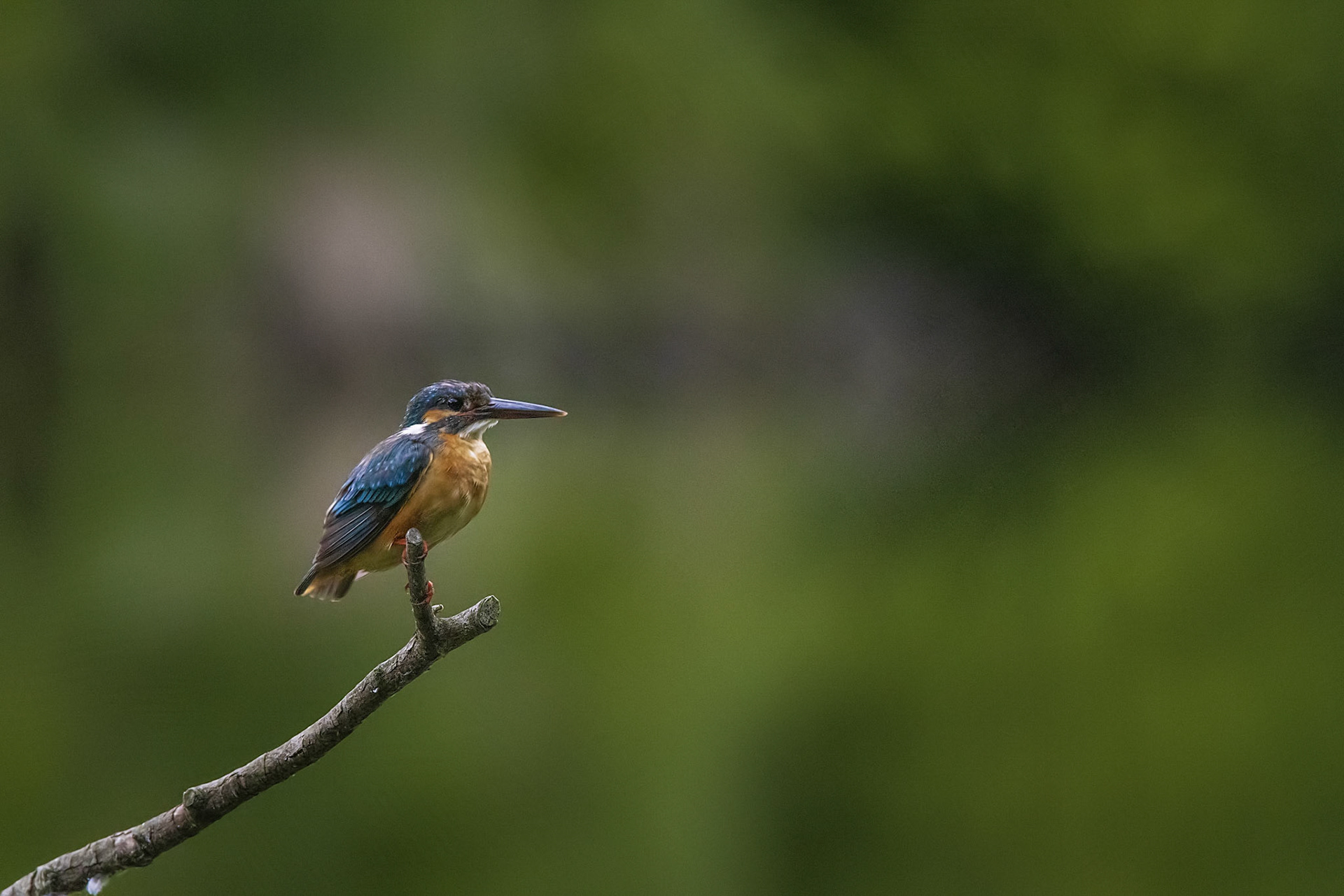 カワセミ メス kingfisher 薬師池公園