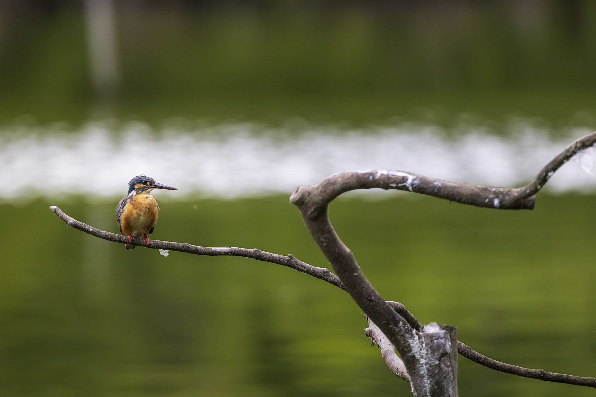 カワセミ メス kingfisher 薬師池公園