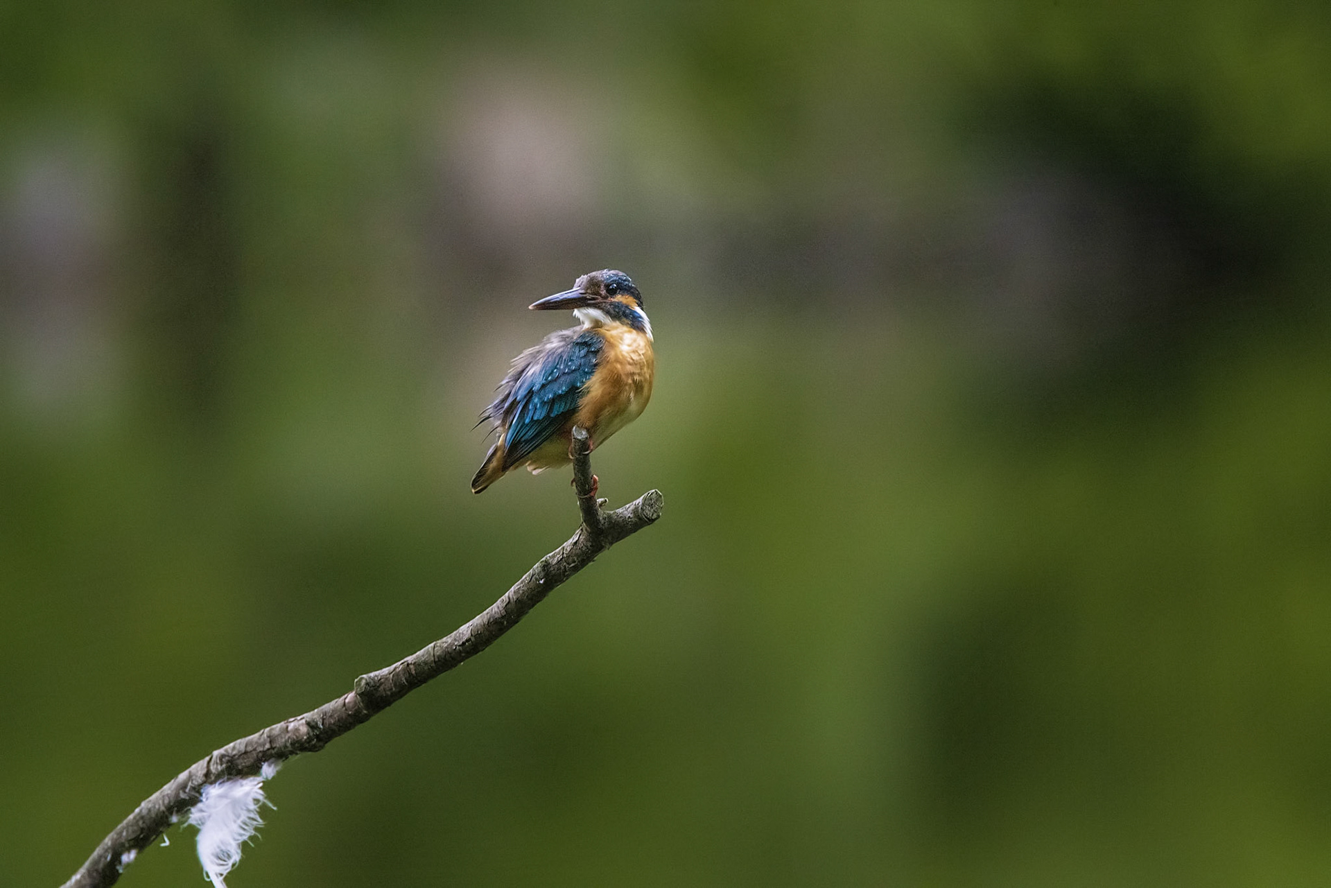 カワセミ メス kingfisher 薬師池公園