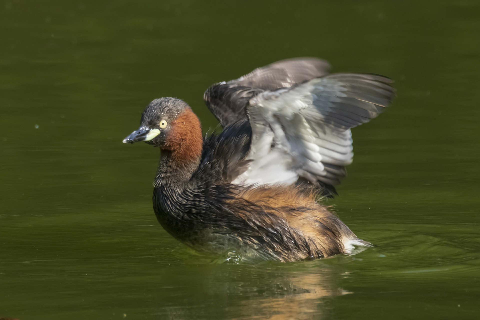 カイツブリ 薬師池公園 羽ばたき