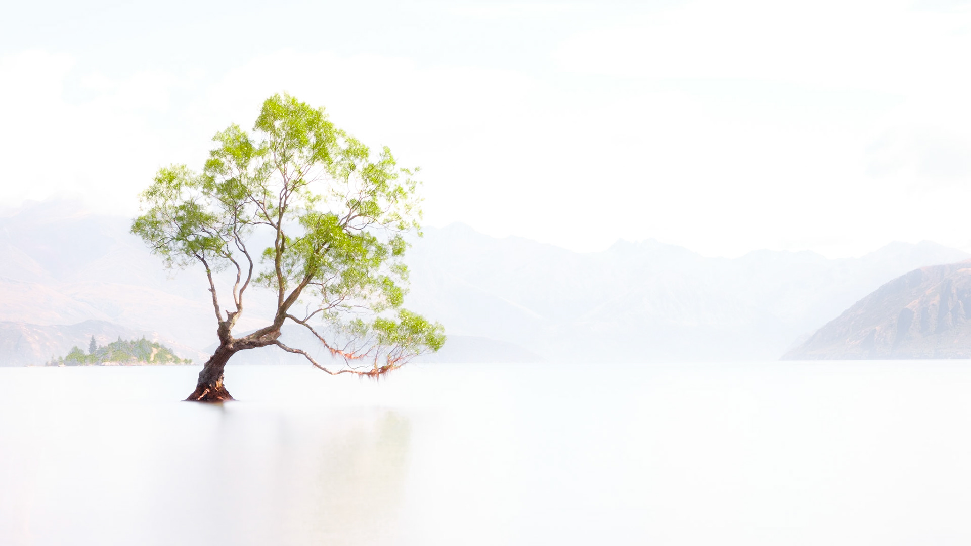 tree in lake wanaka