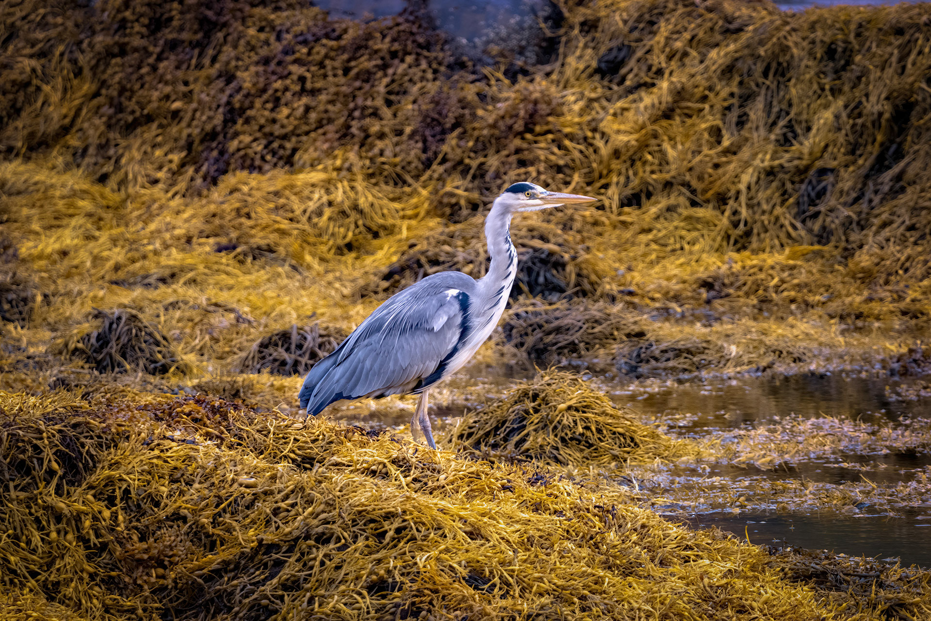 Harry Heron 1