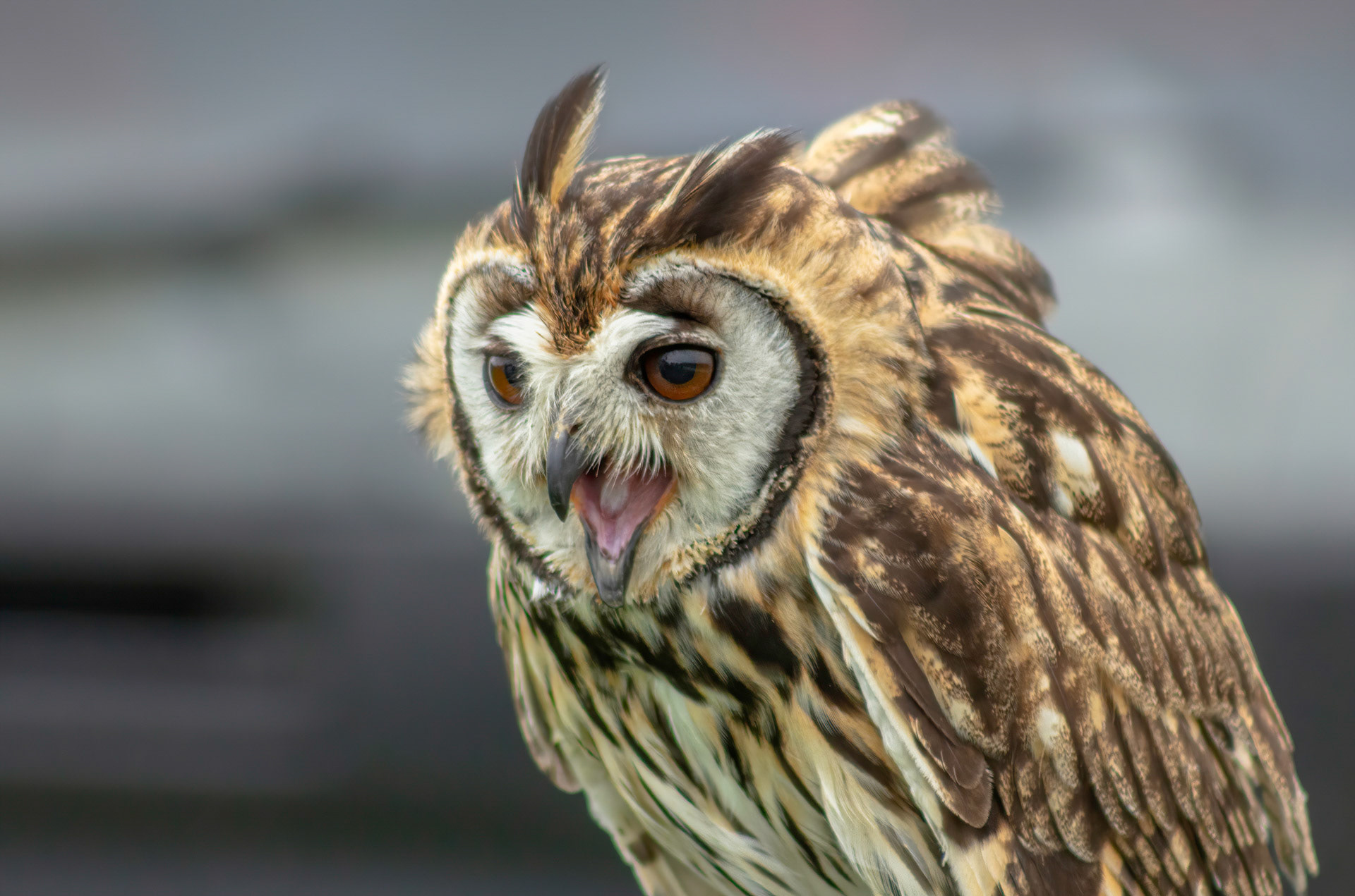 Striped Owl 2