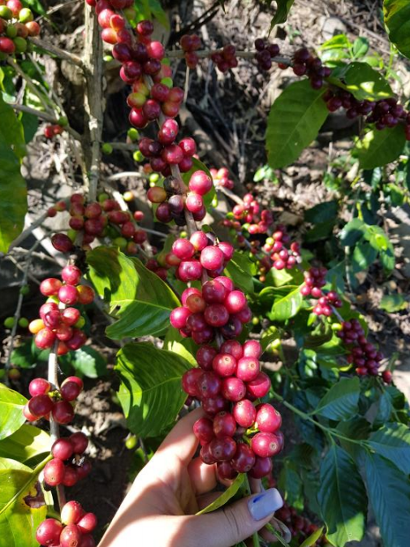 Coffee cherries