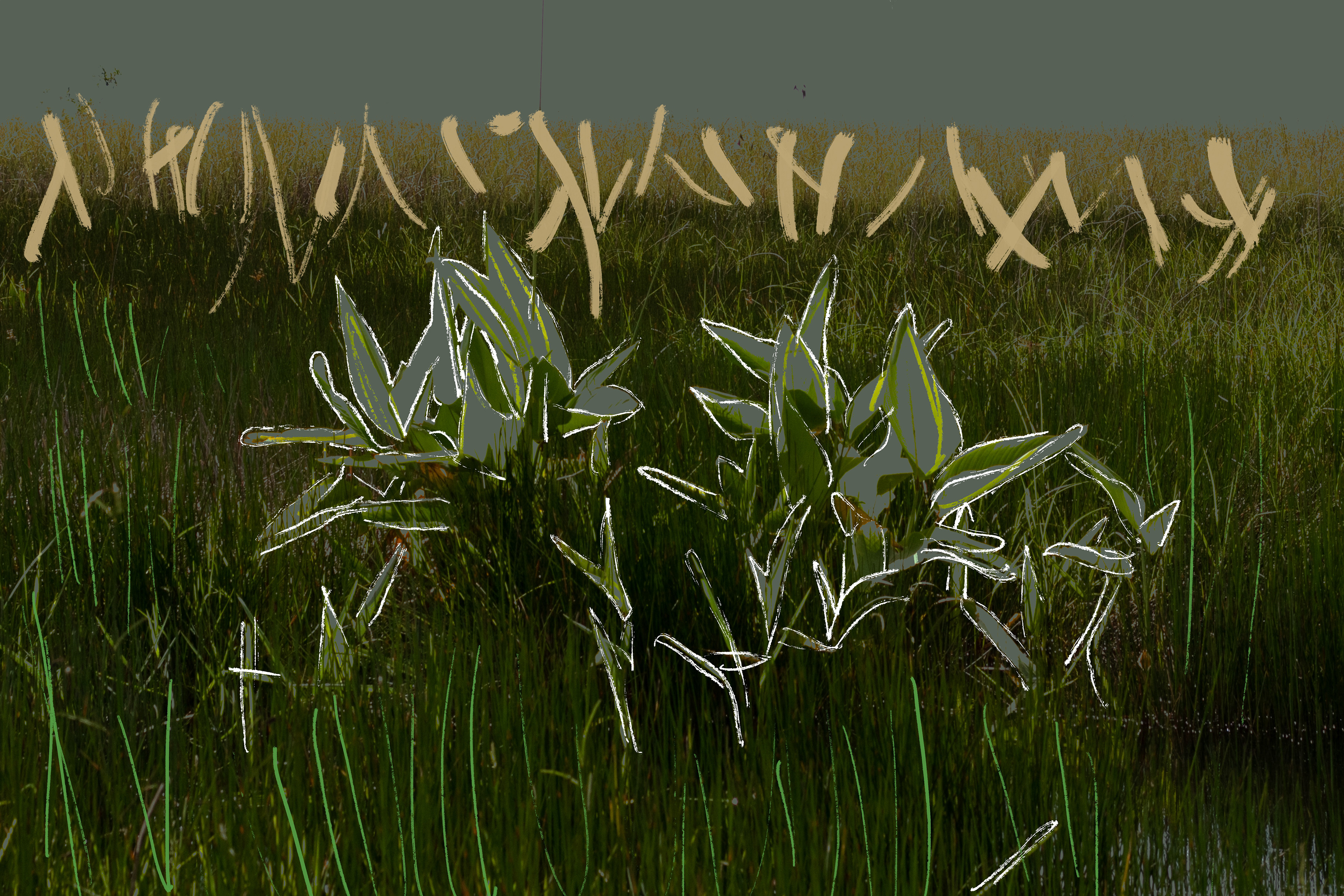 Everglades Vegetation