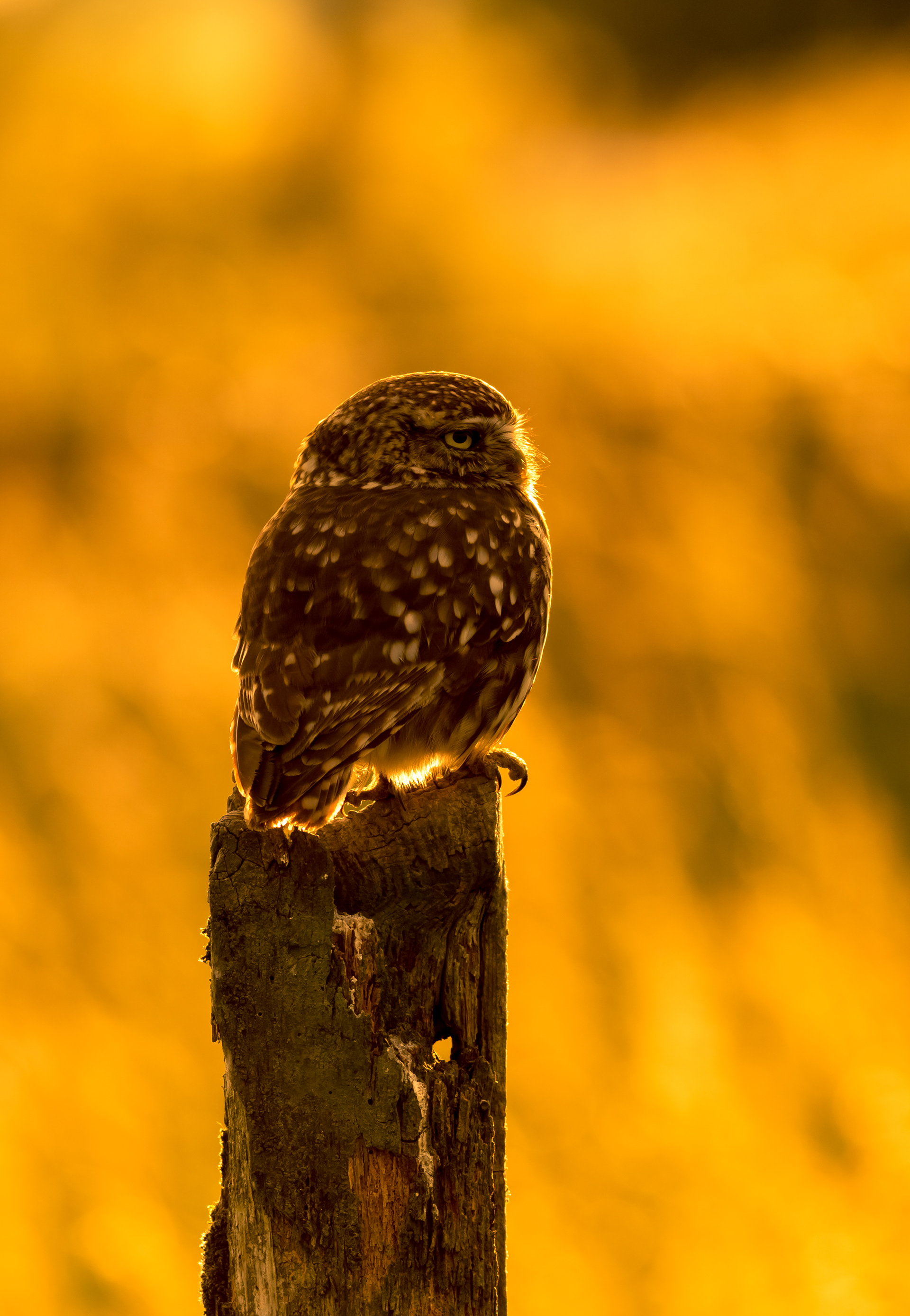 Little Owl at Sunset