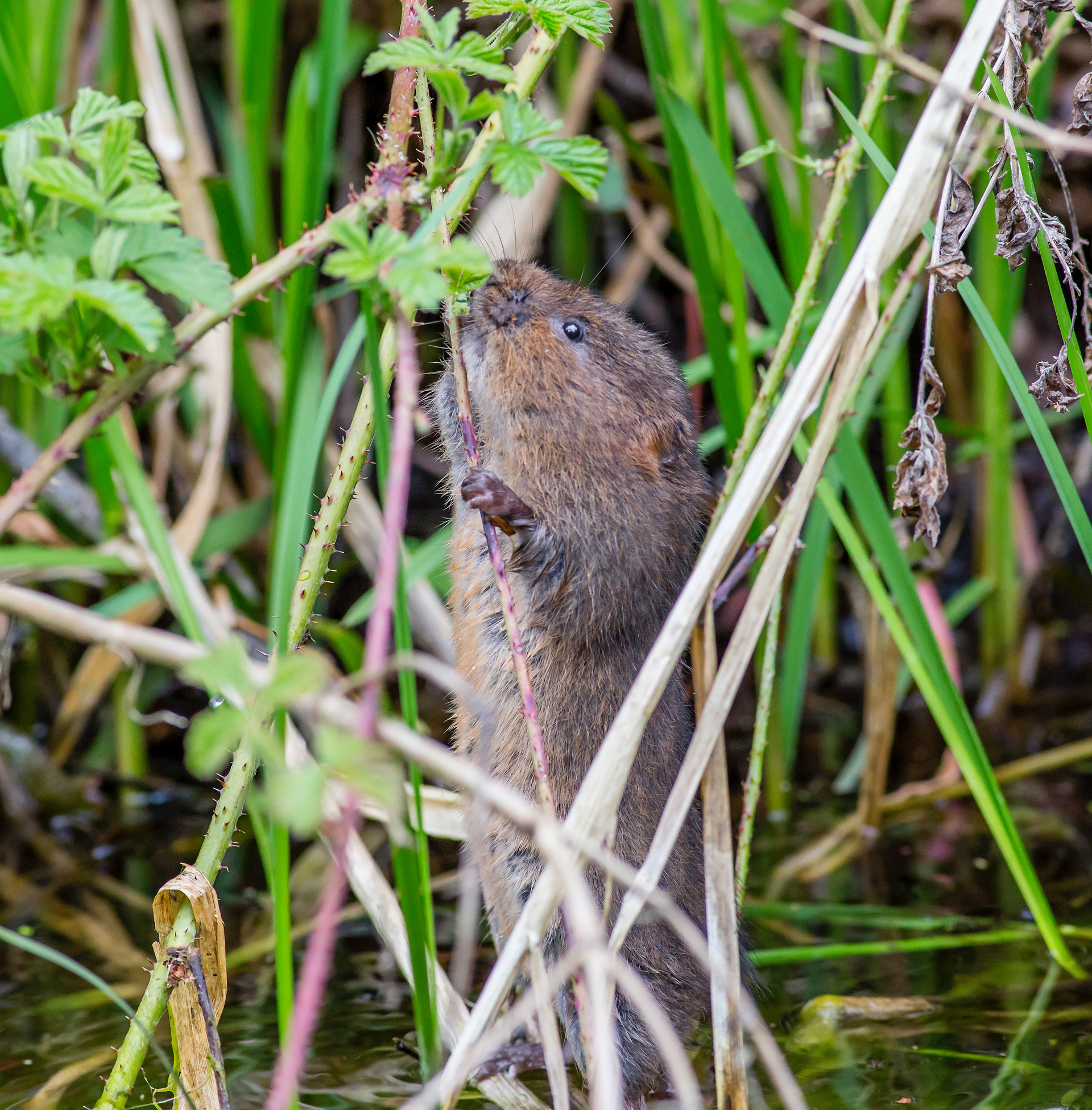 Water Vole