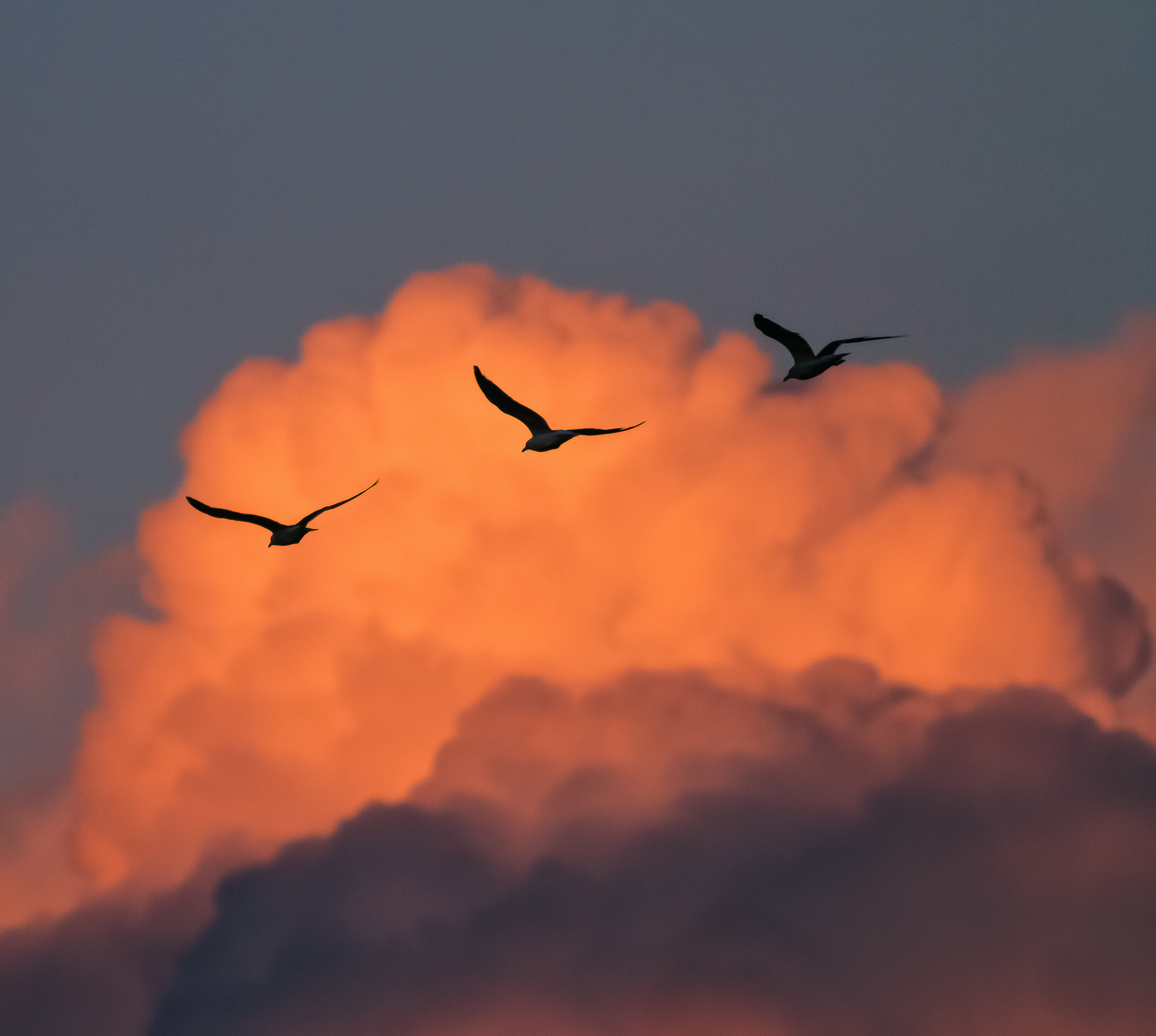 Gulls to Roost