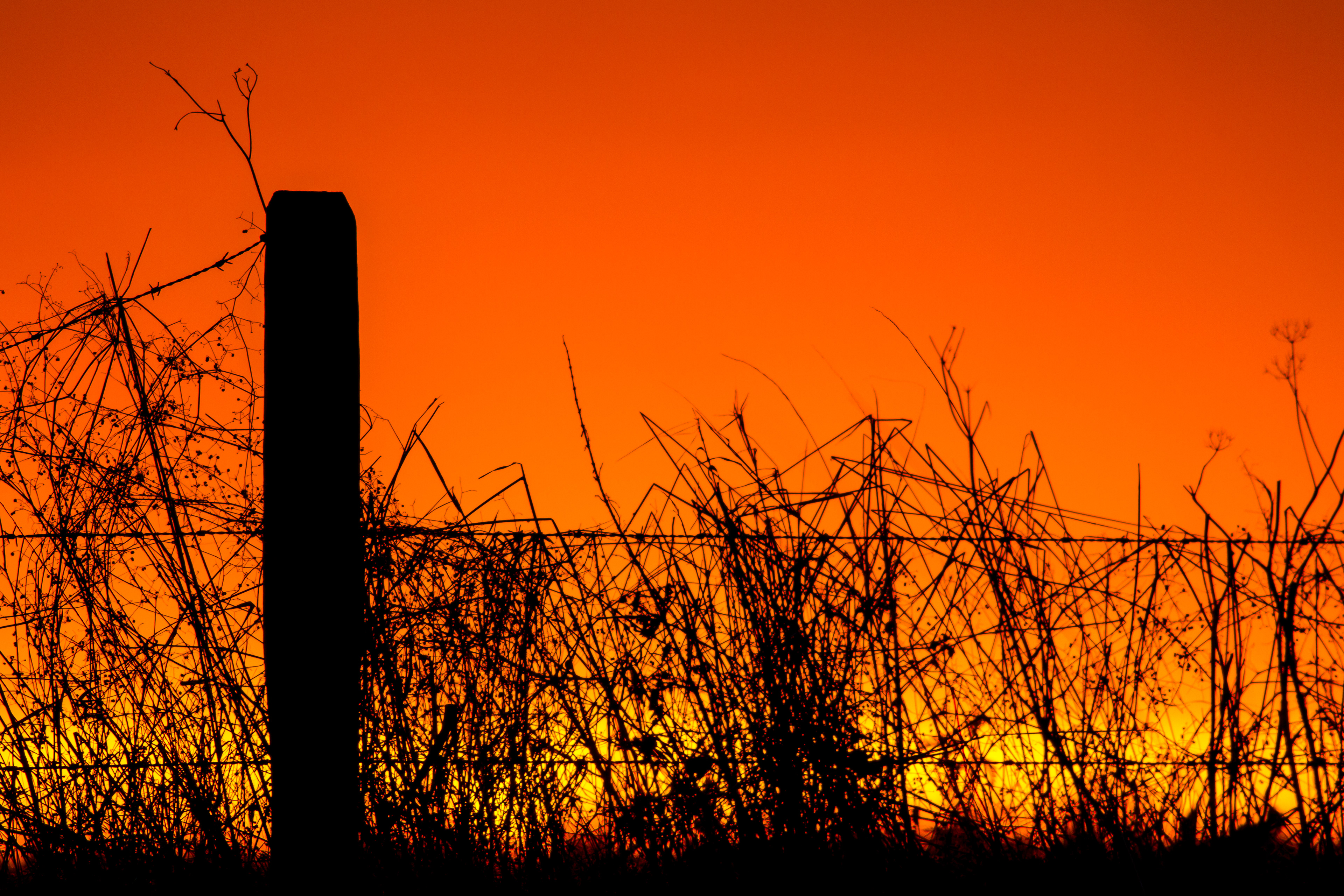 Summer Sunset