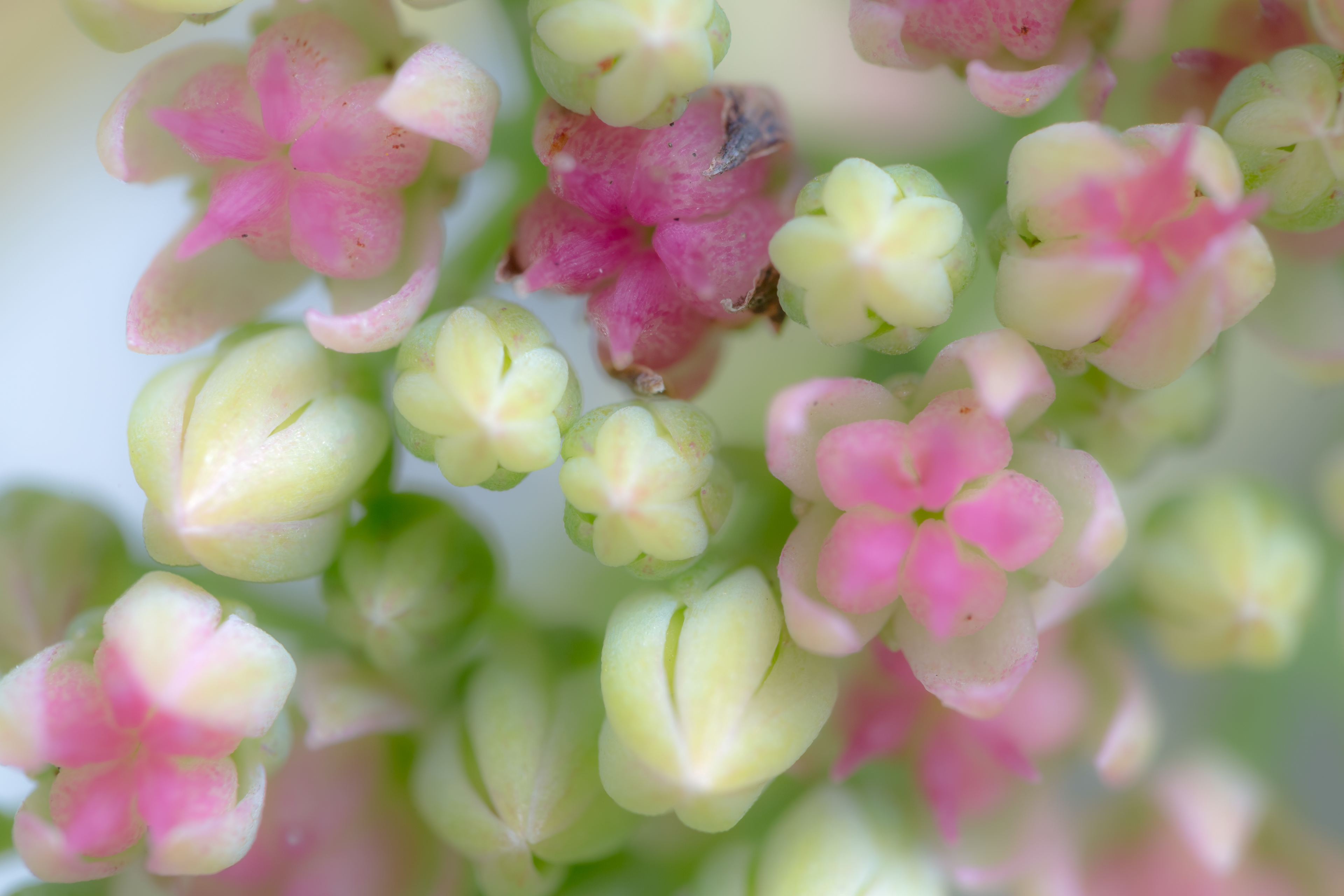 Sedum Flowers