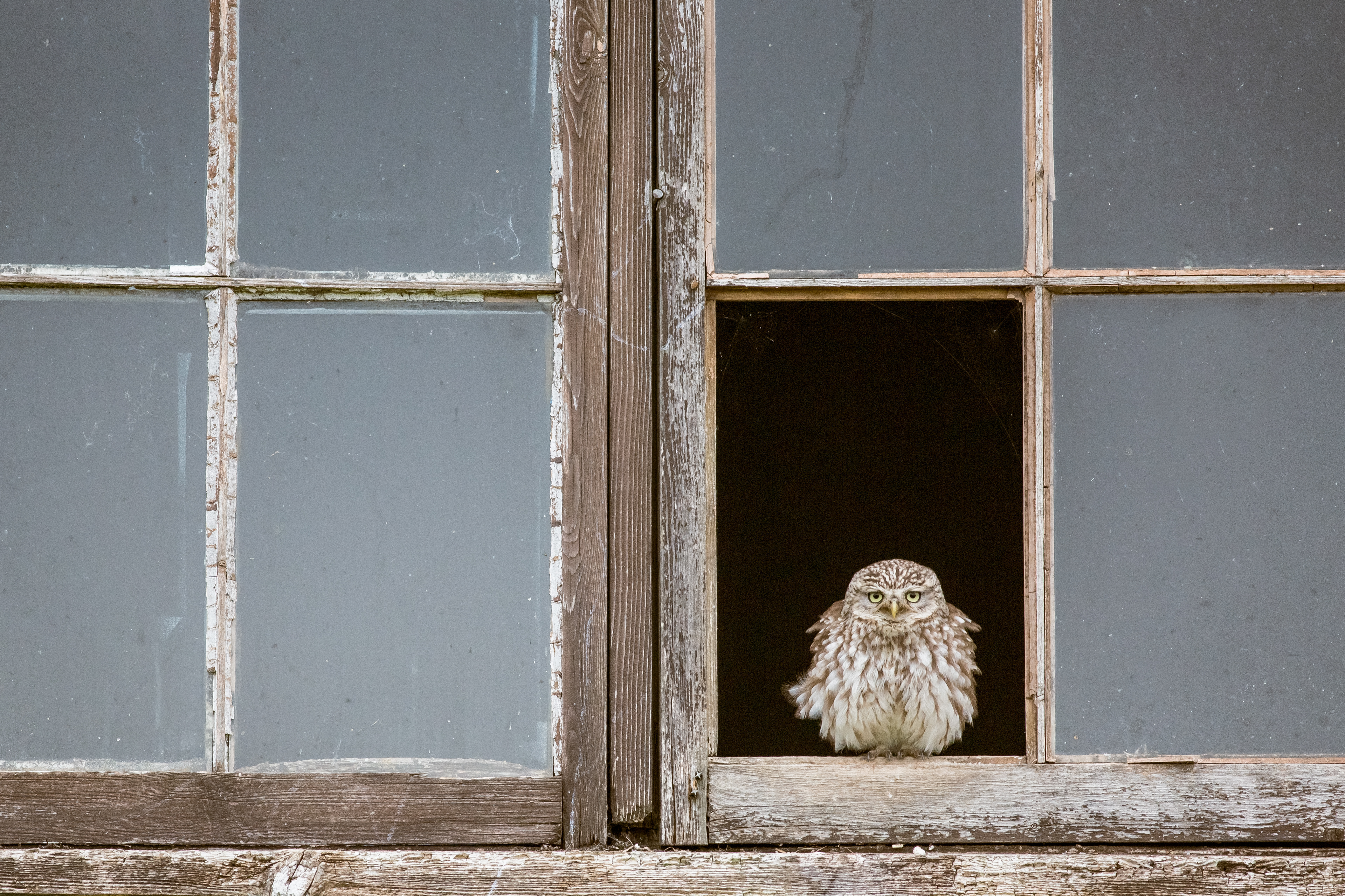 Little Owl in Farmhouse Window