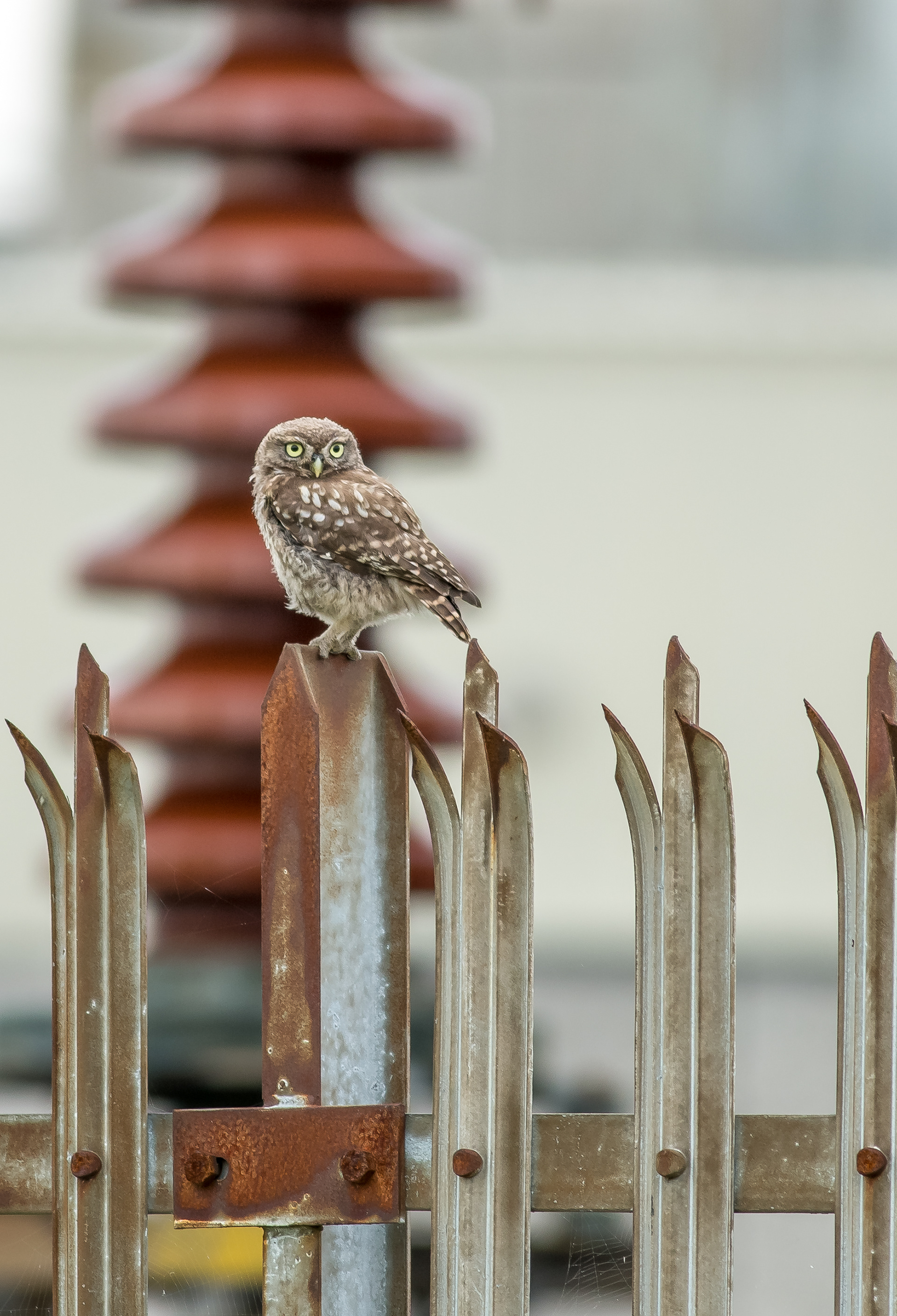 Little Owl