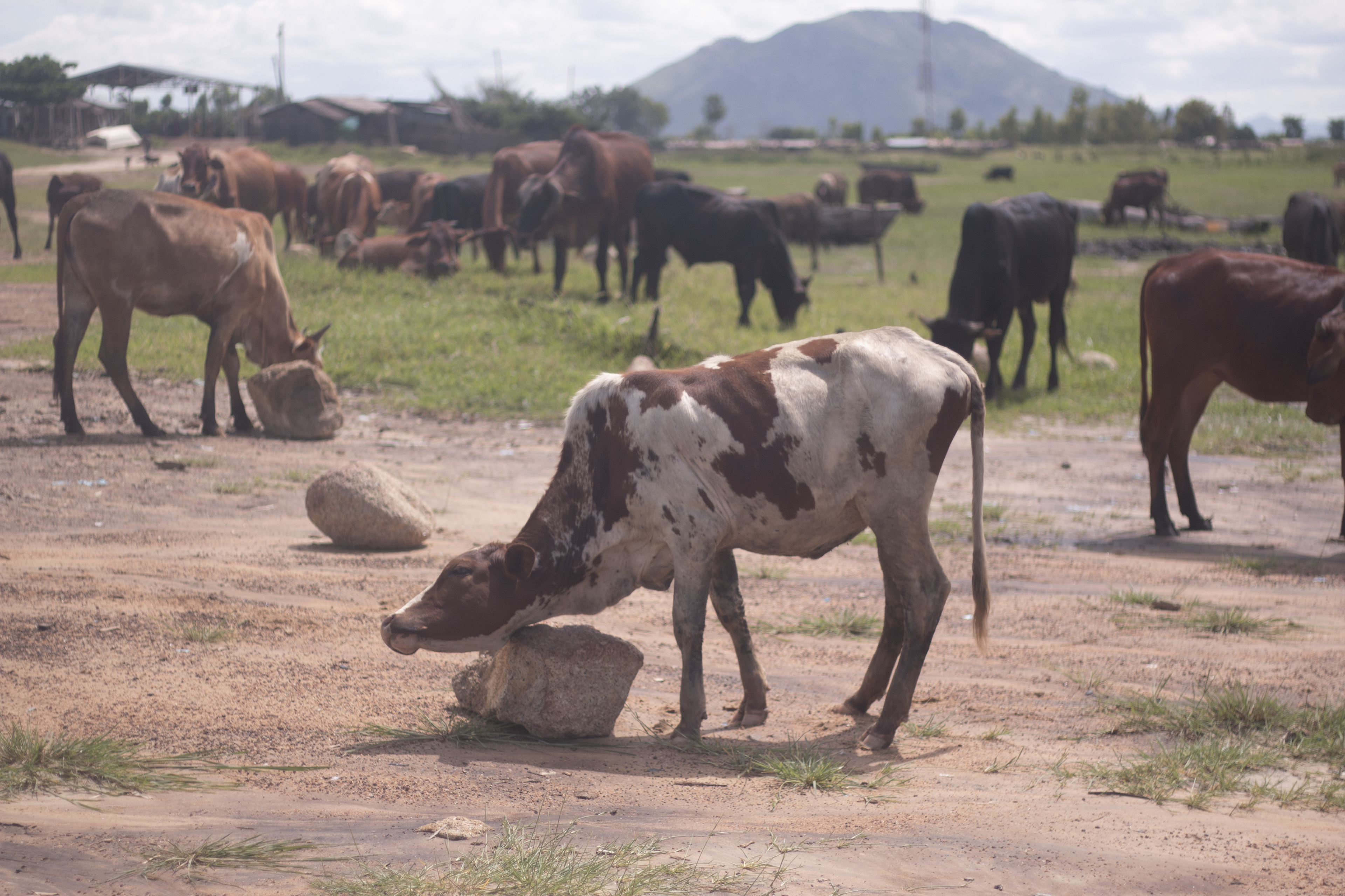 Cow Scratching. Credit: Philip J Nicholson (CC BY-NC-ND)