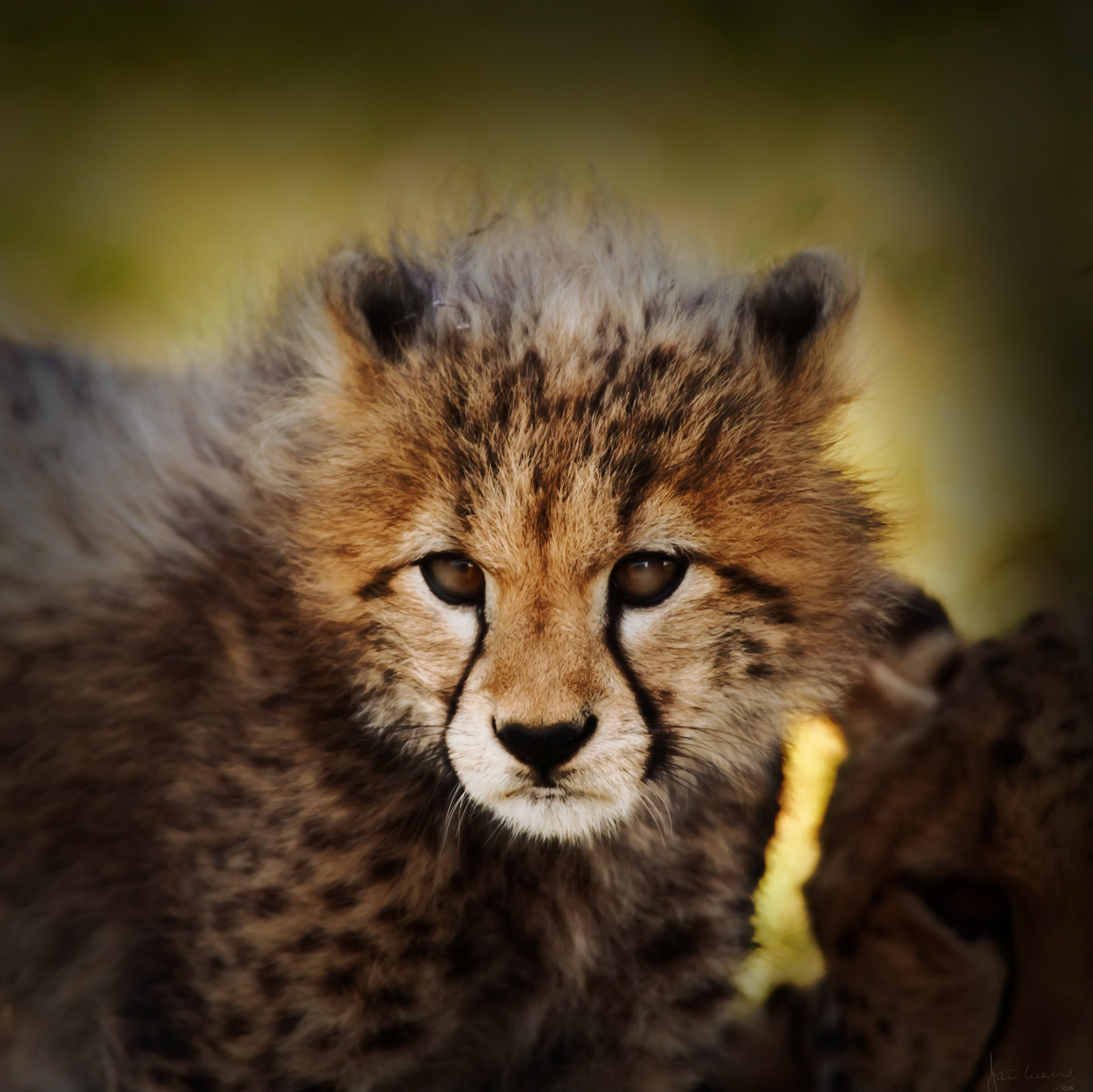 Cheetah Cub (Acinonyx jubatus)