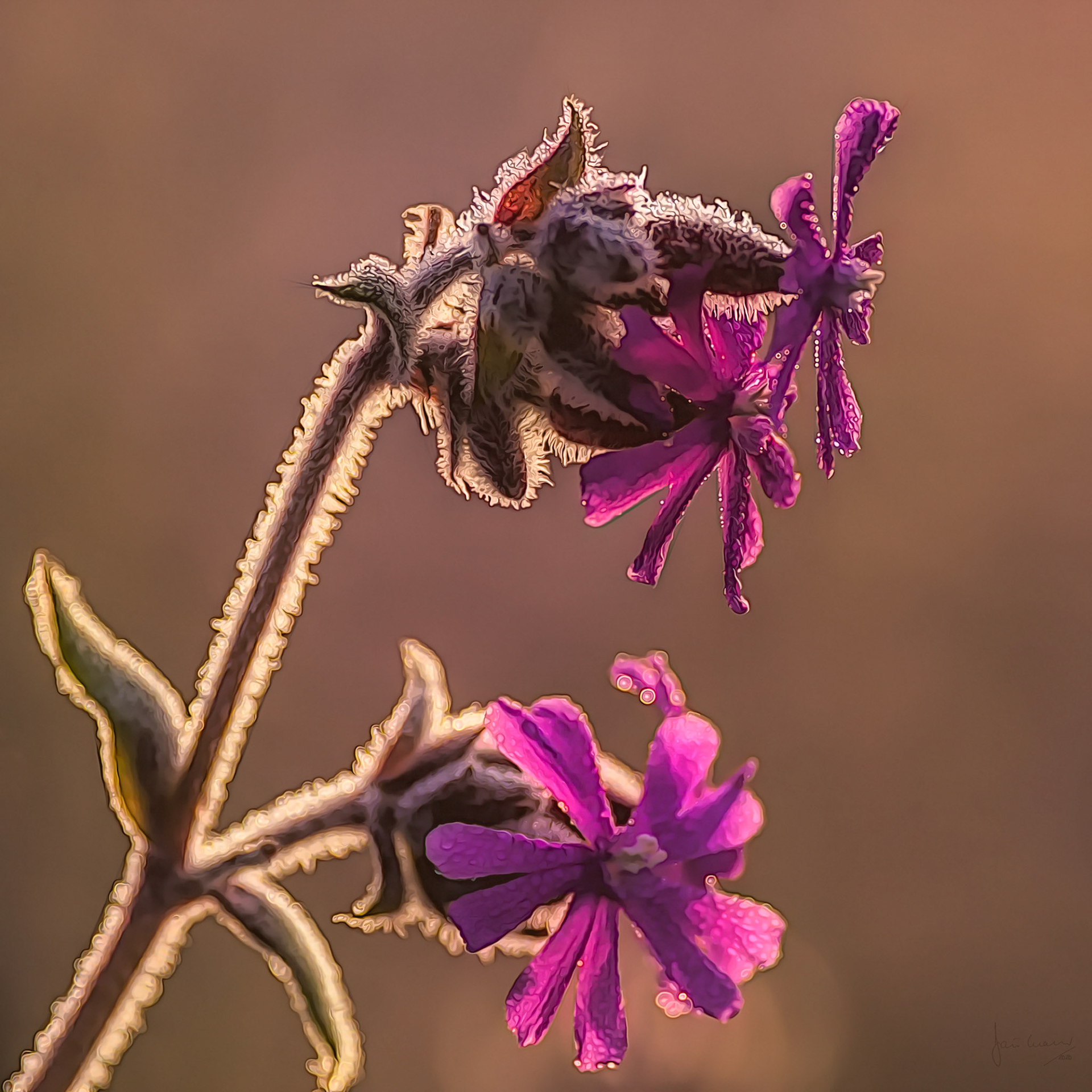 Sea Campion (Silene maritima)