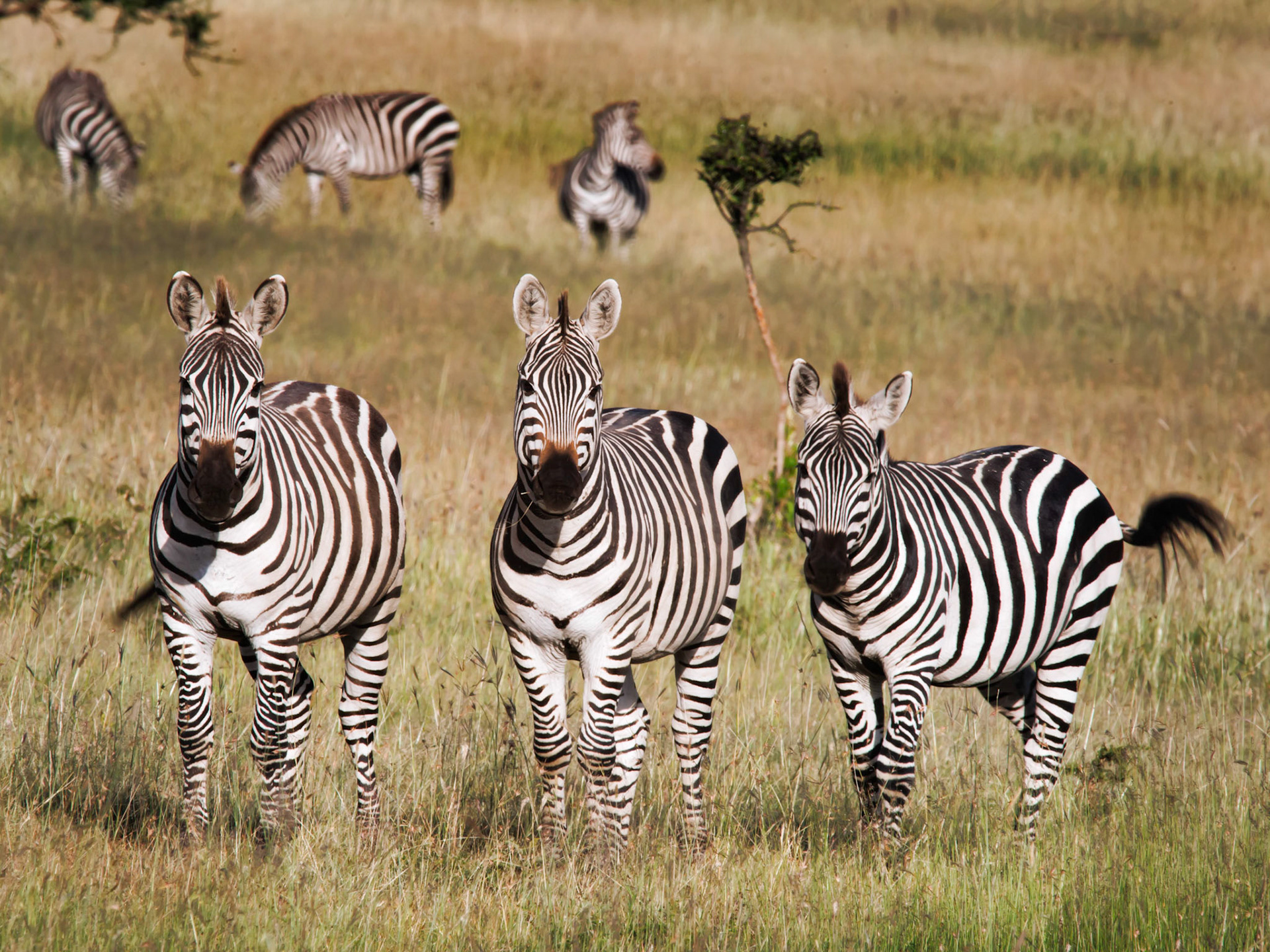 3 Zebras (Plains zebra {Equus quagga})