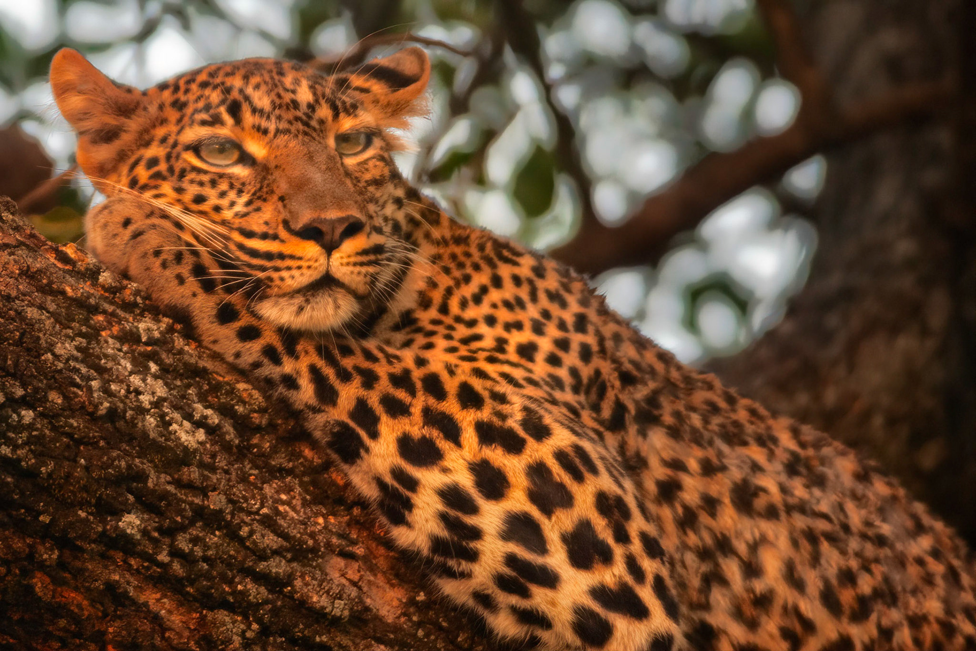 Leopard  (Panthera pardus)