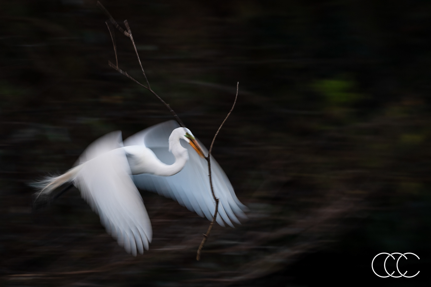 great egret (ardea alba), fl, usa