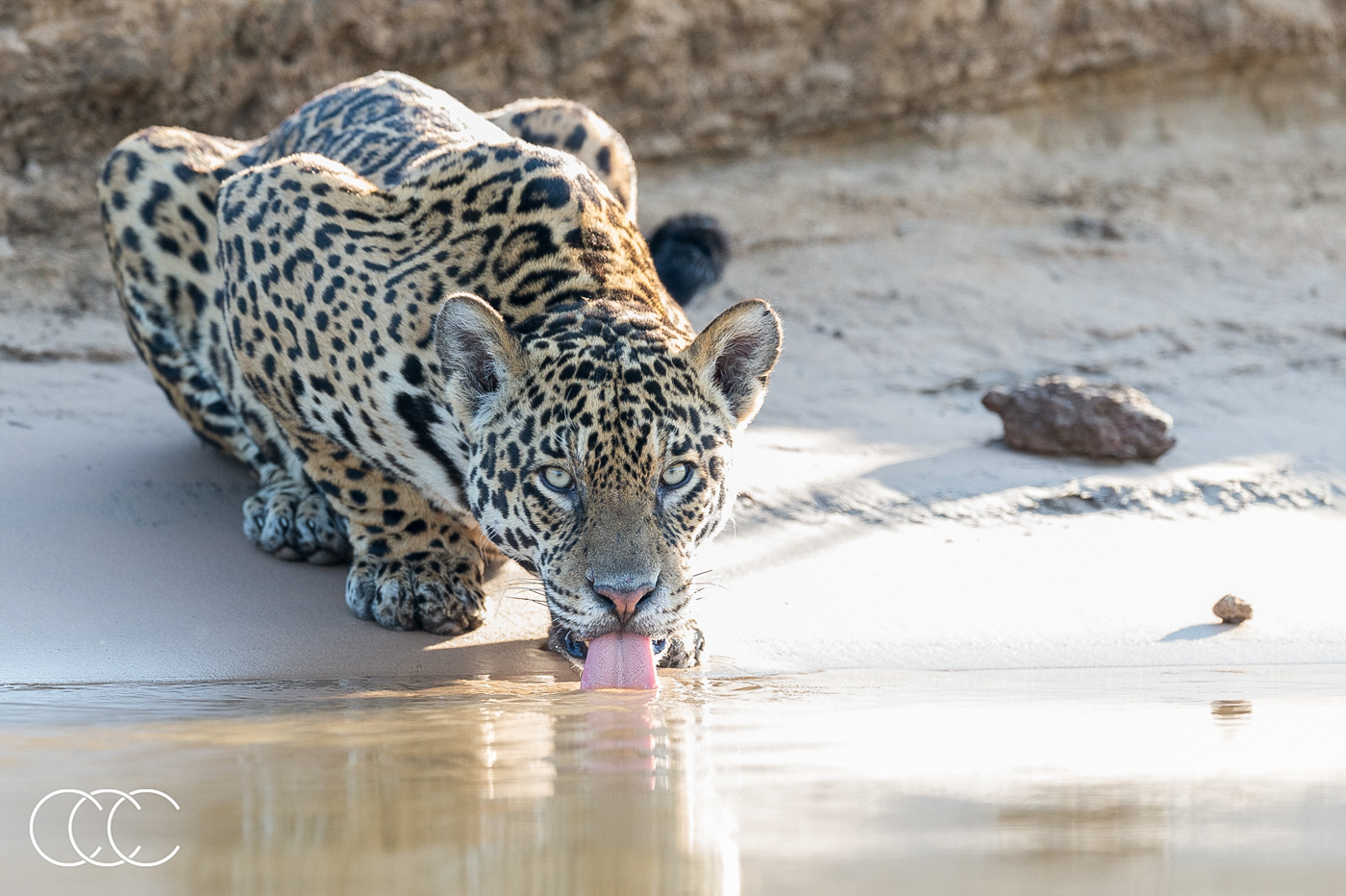  jaguar (panthera onca), brazil
