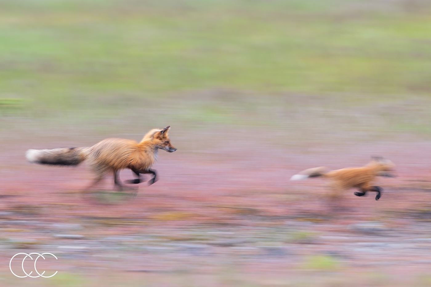 red fox (vulpes vulpes), wa, usa