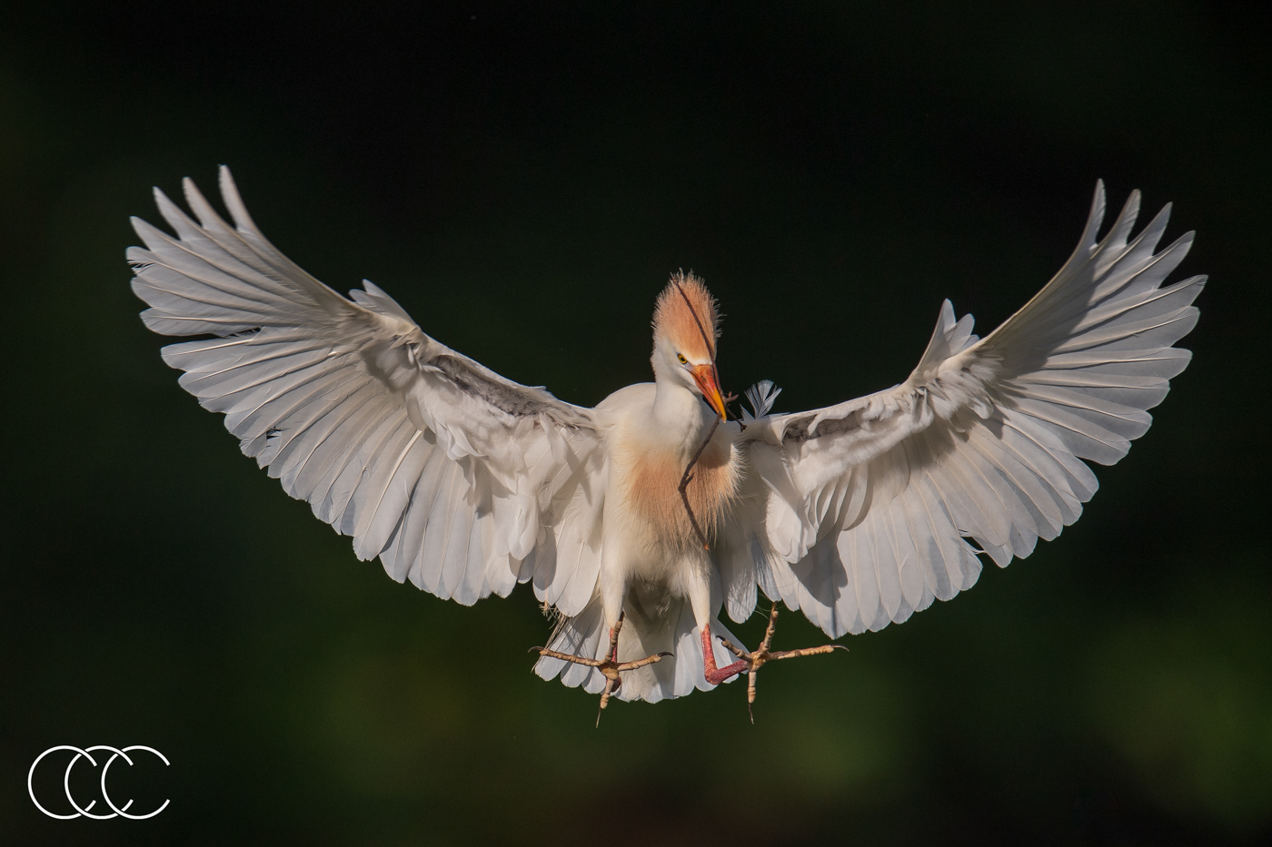cattle egret (bubulcus ibis), fl, usa