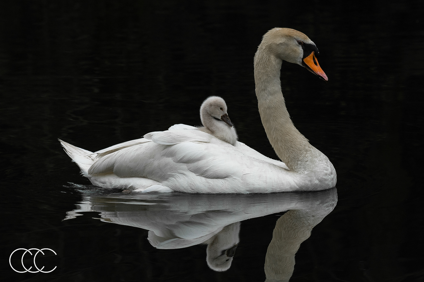 mute swan (cygnus olor), on, canada
