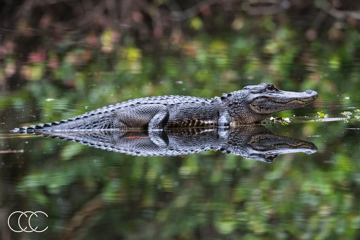 american alligator (alligator mississippiensis), fl, usa