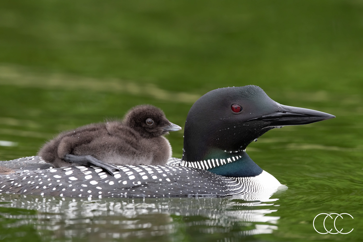 common loon (gavia immer), mn, usa