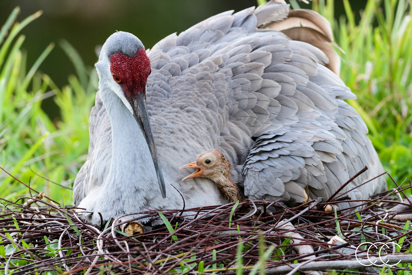 sandhill crane (antigone canadensis), fl, usa