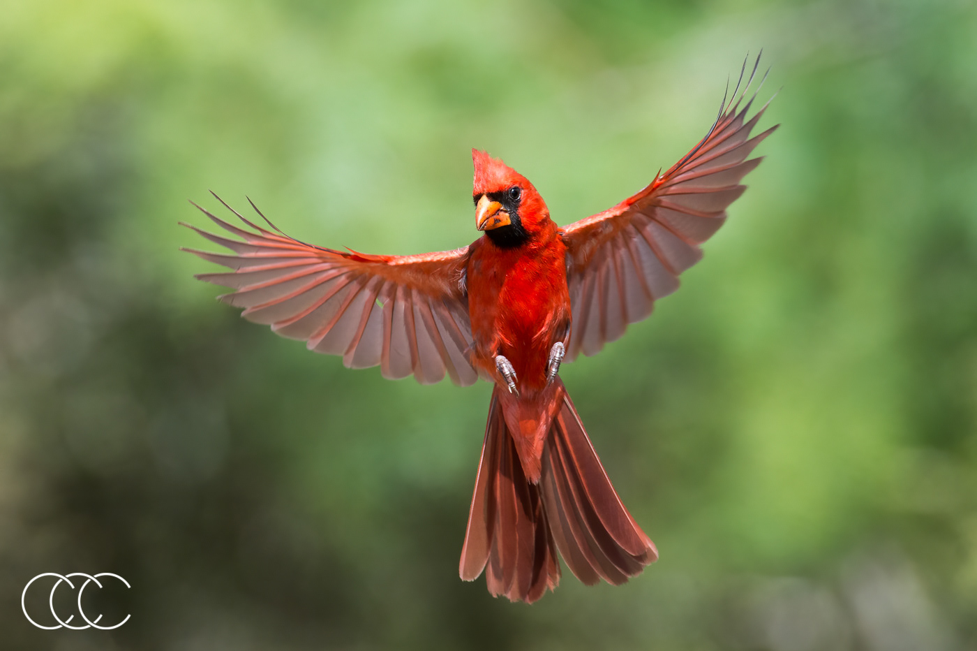 northern cardinal (cardinalis cardinalis), tx, usa