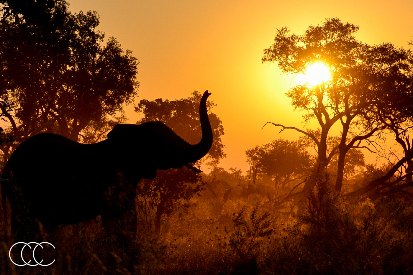 african bush elephant (loxodonta africana), botswana
