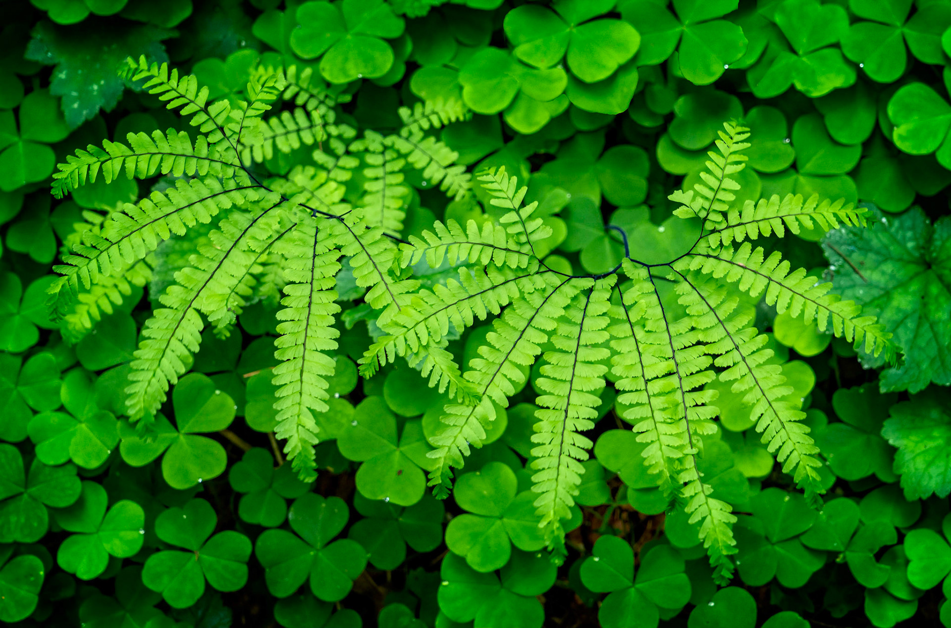 Ferns