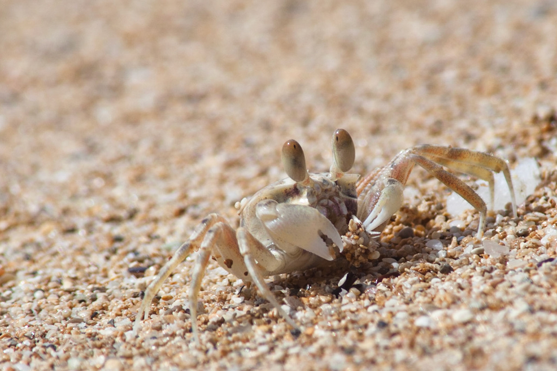 Dominique DeFelice Animals