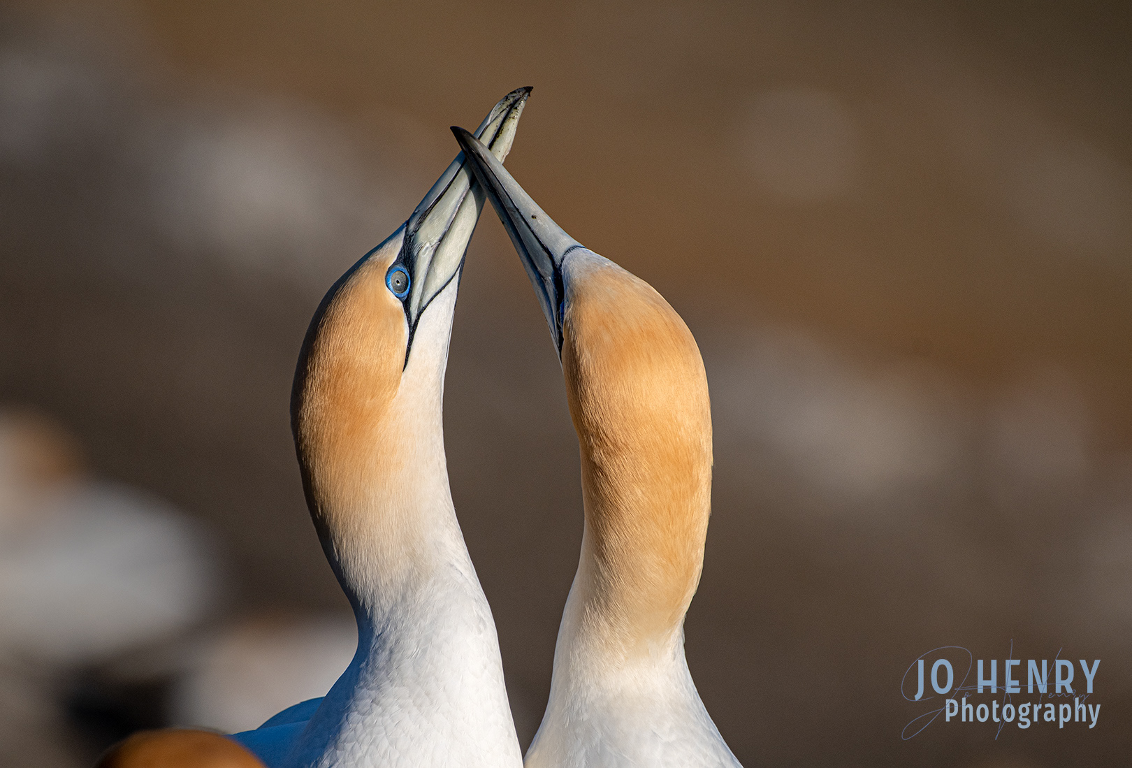 Gannet Courtship