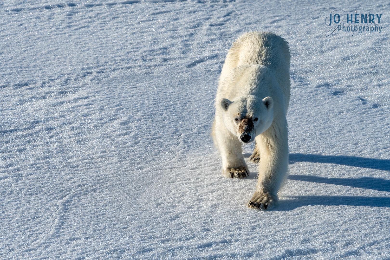 2am Polar Bear on the Prowl