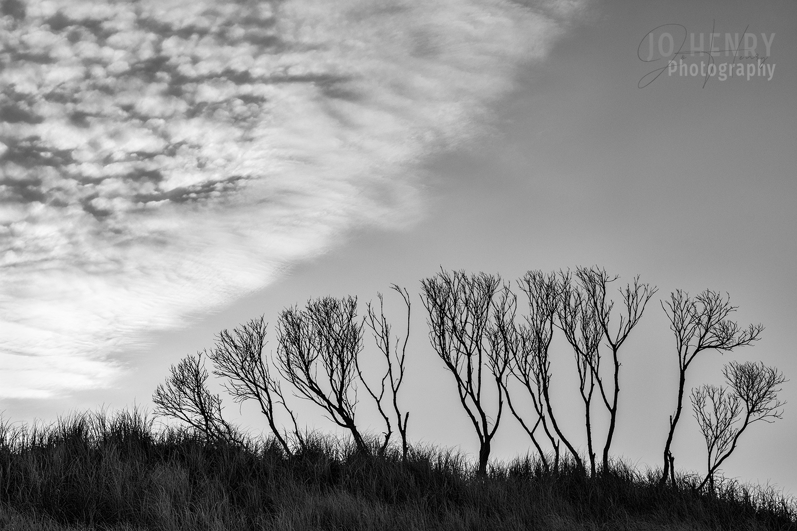 Dancing Trees