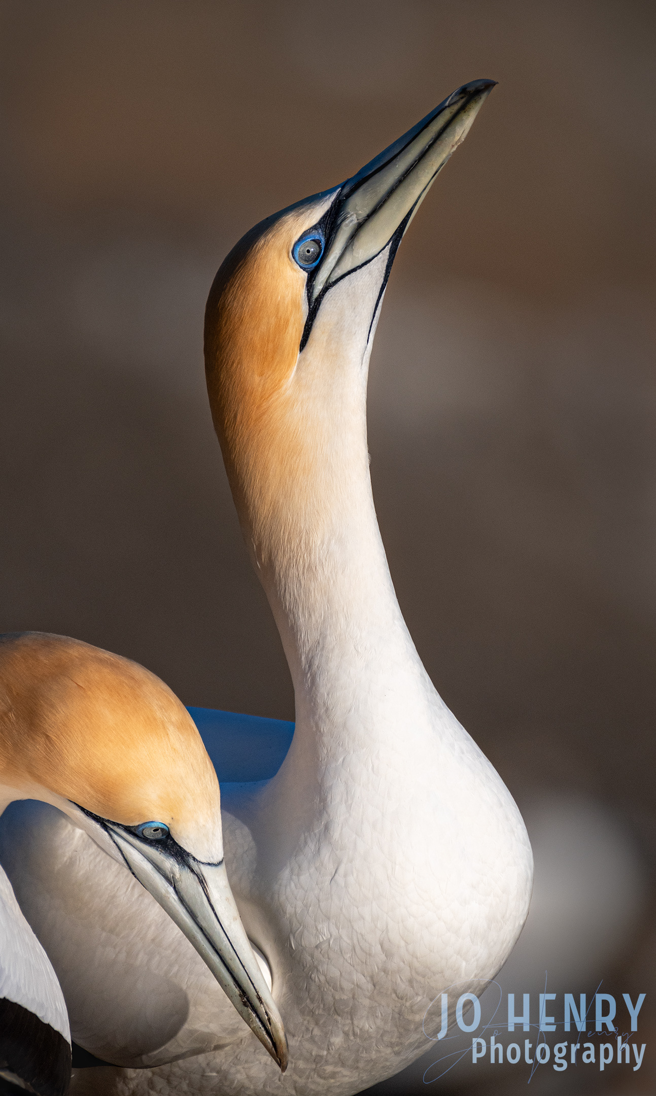 Gannet