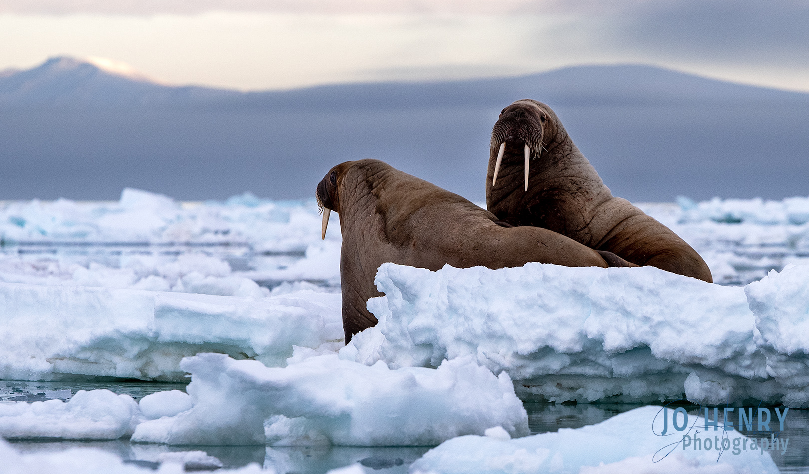 A Quiet Night on Ice