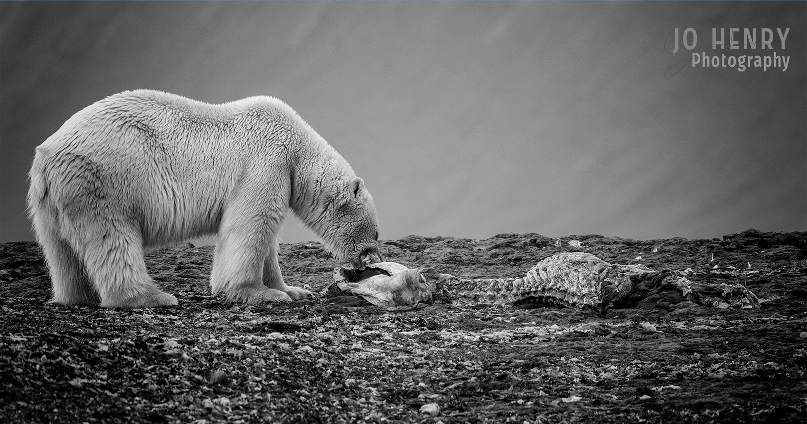 End of the Harbour Seal