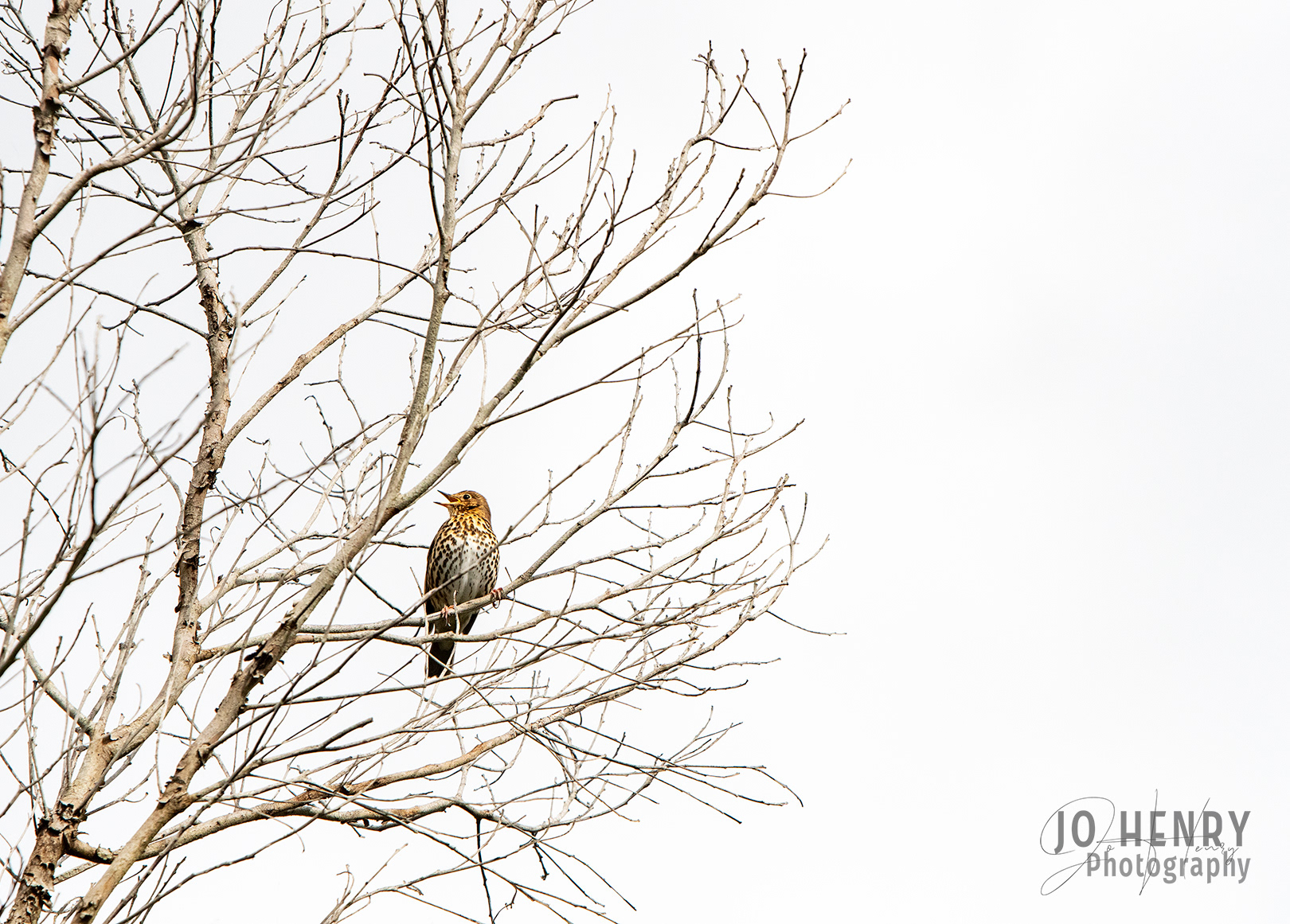 Song Thrush