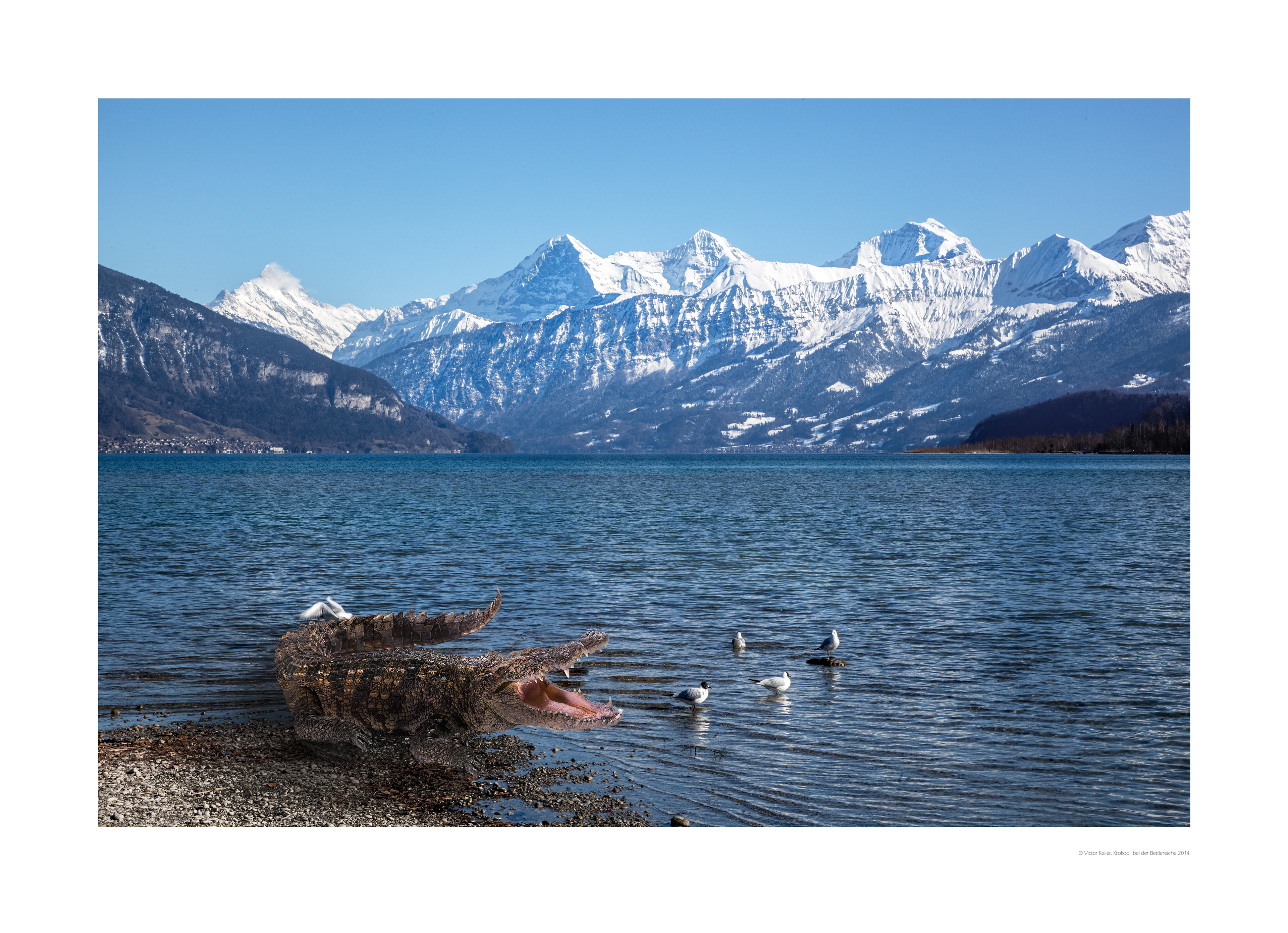 Kroko bei der Bettlereiche