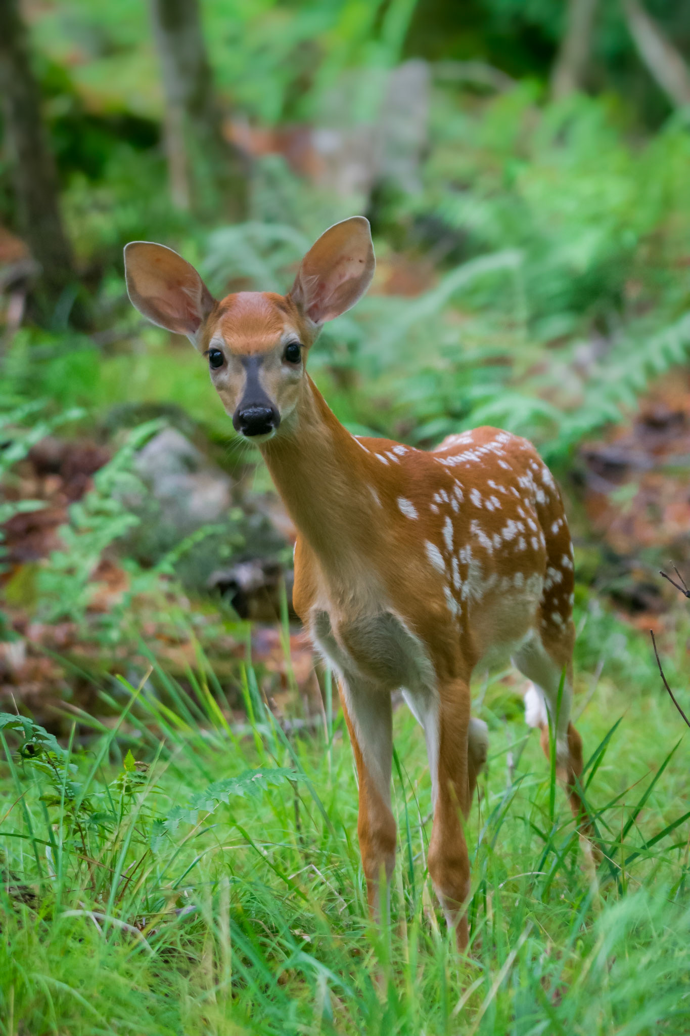Fawn - Frontenac, Canada