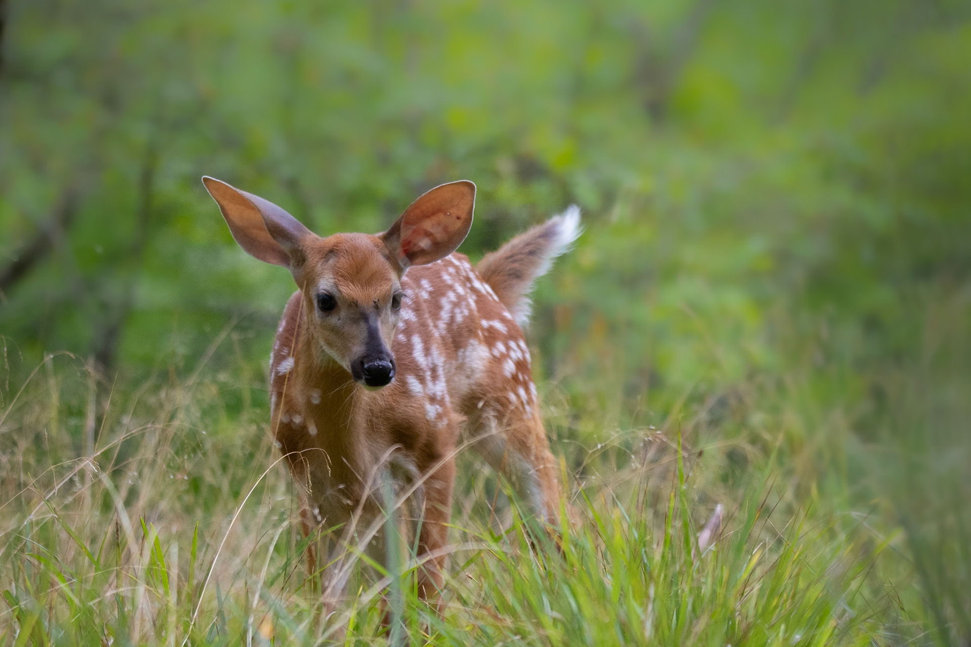 Fawn - Frontenac, Canada